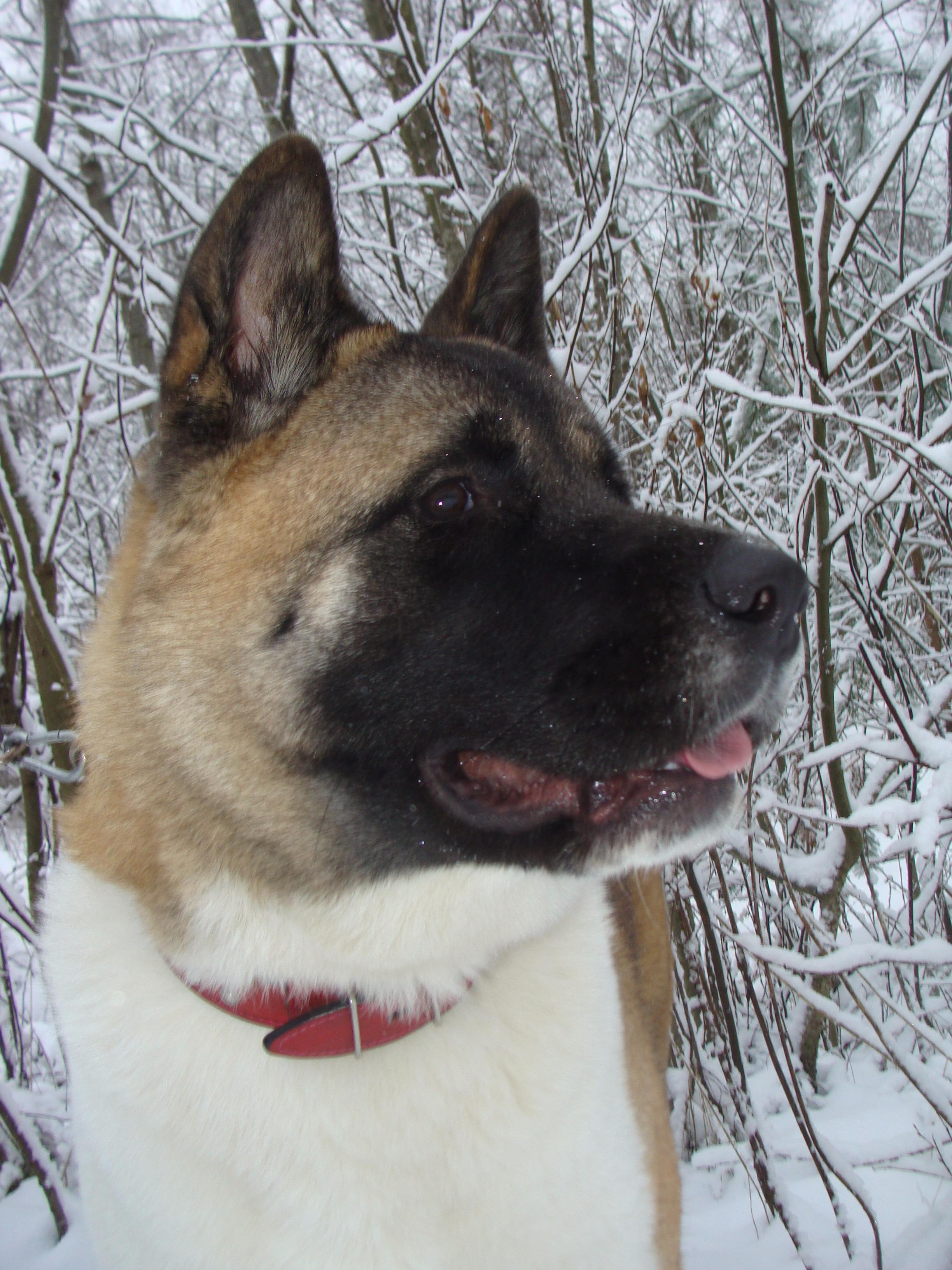 Svargas Domino * Даки. AMERICAN AKITA RUBYLIGHT KENNEL I SHIBA-INU