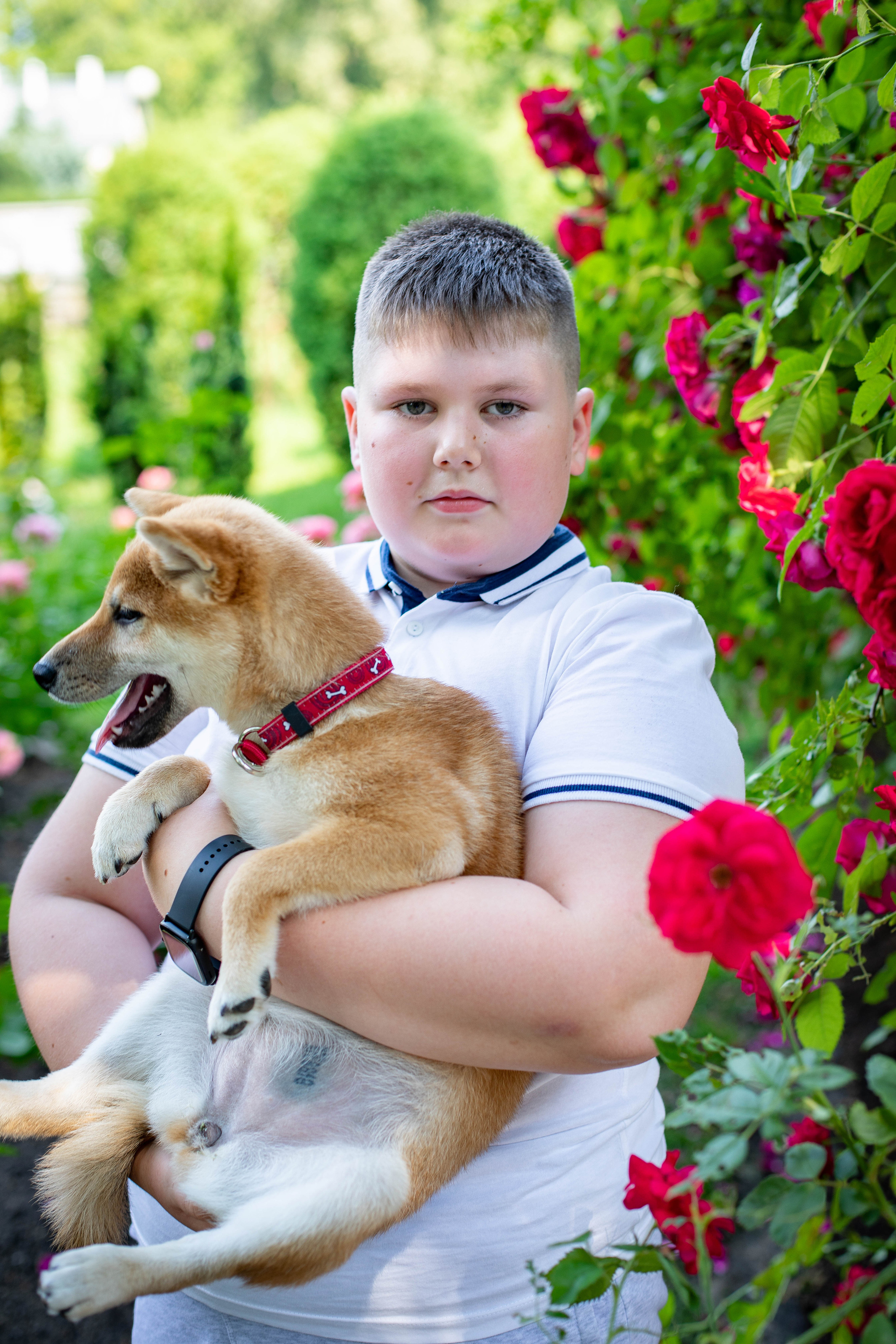 RUBYLIGHT JULY. AMERICAN AKITA RUBYLIGHT KENNEL I SHIBA-INU