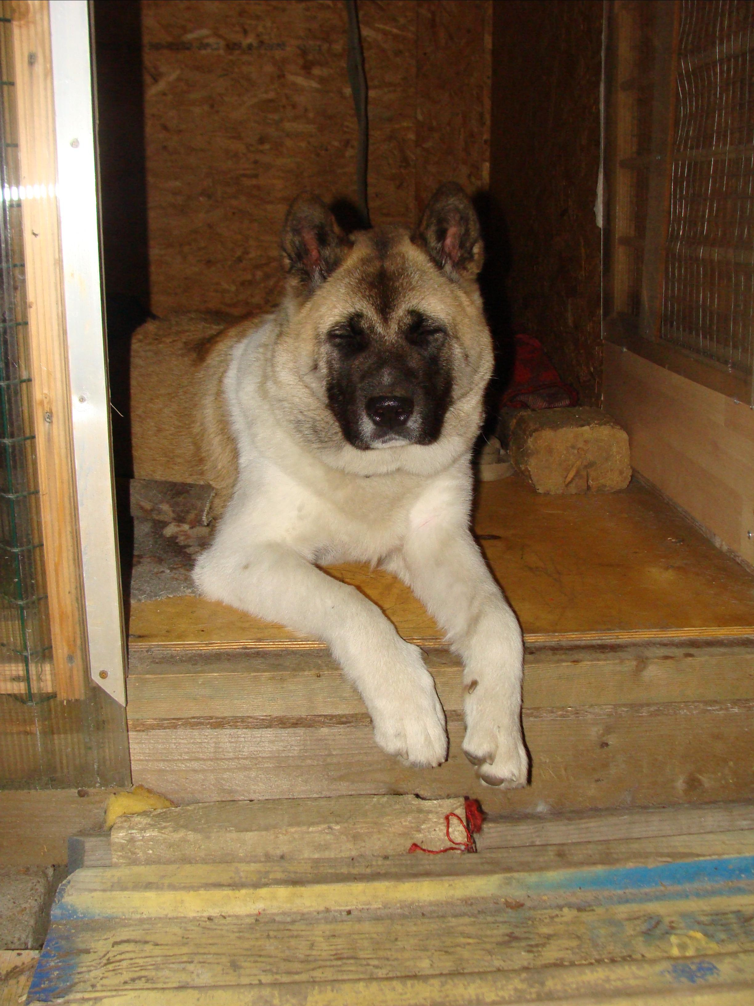 Svargas Domino * Даки. AMERICAN AKITA RUBYLIGHT KENNEL I SHIBA-INU