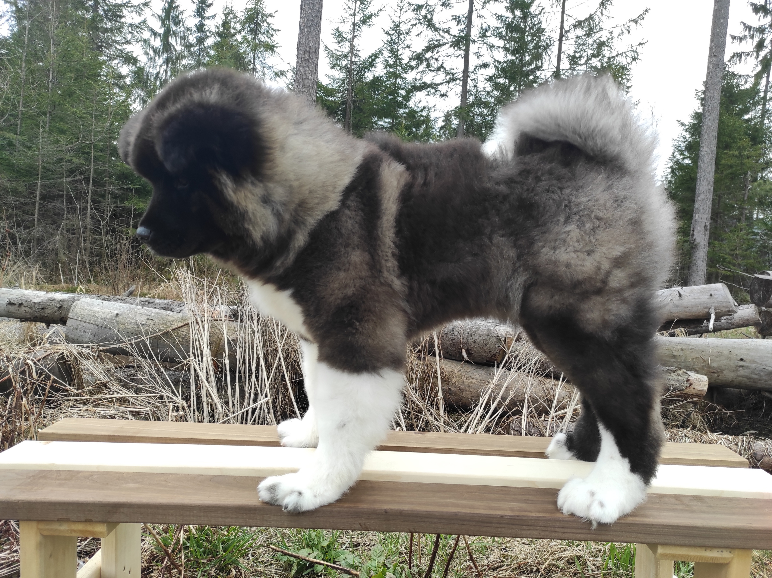 RUBYLIGHT HANNA * Ханна. AMERICAN AKITA RUBYLIGHT KENNEL I SHIBA-INU