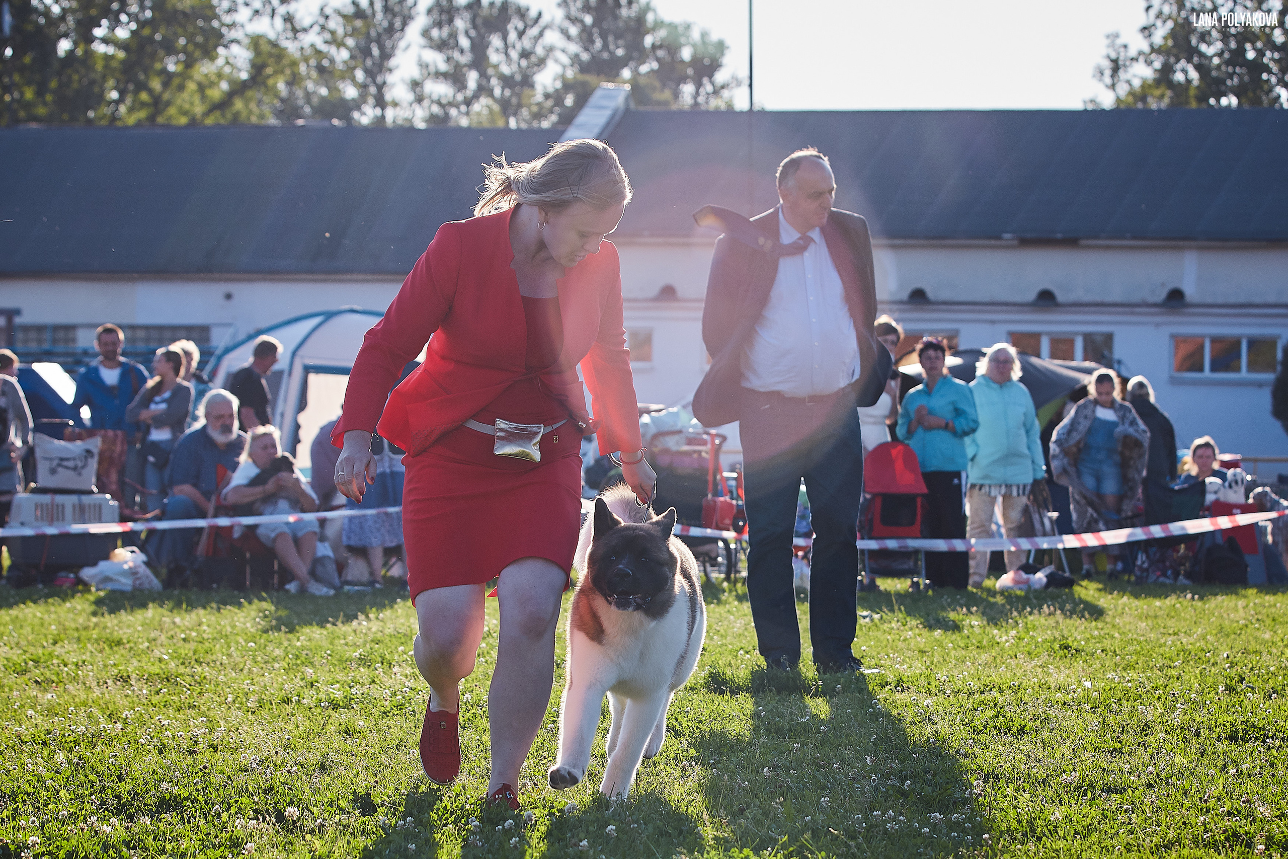 RUBYLIGHT BIYA * Бия американская акита Рубилайт щенки питомник