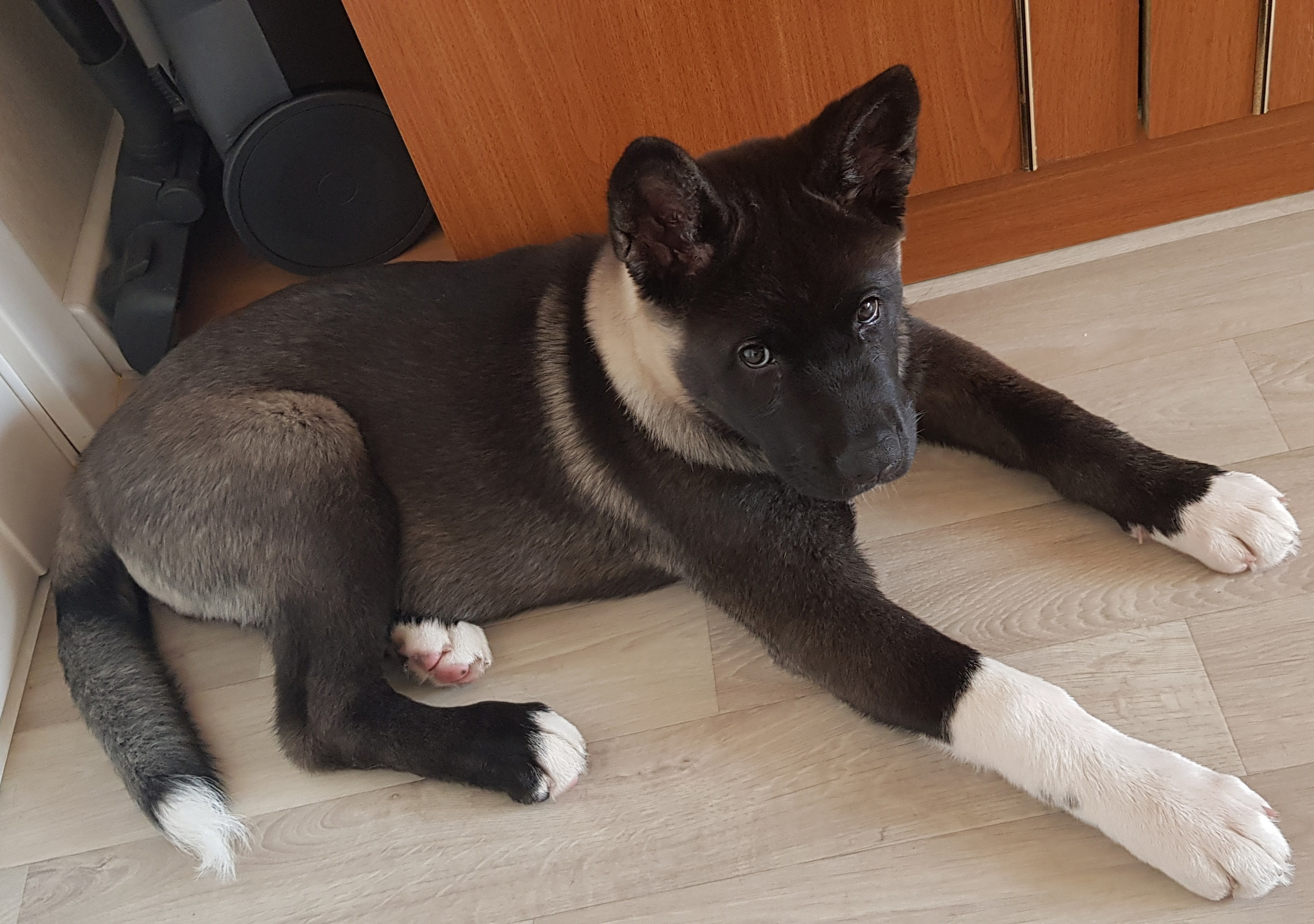 Американская акита питомник RUBYLIGHT. Американская акита I Сиба ину I Питомник RUBYLIGHT