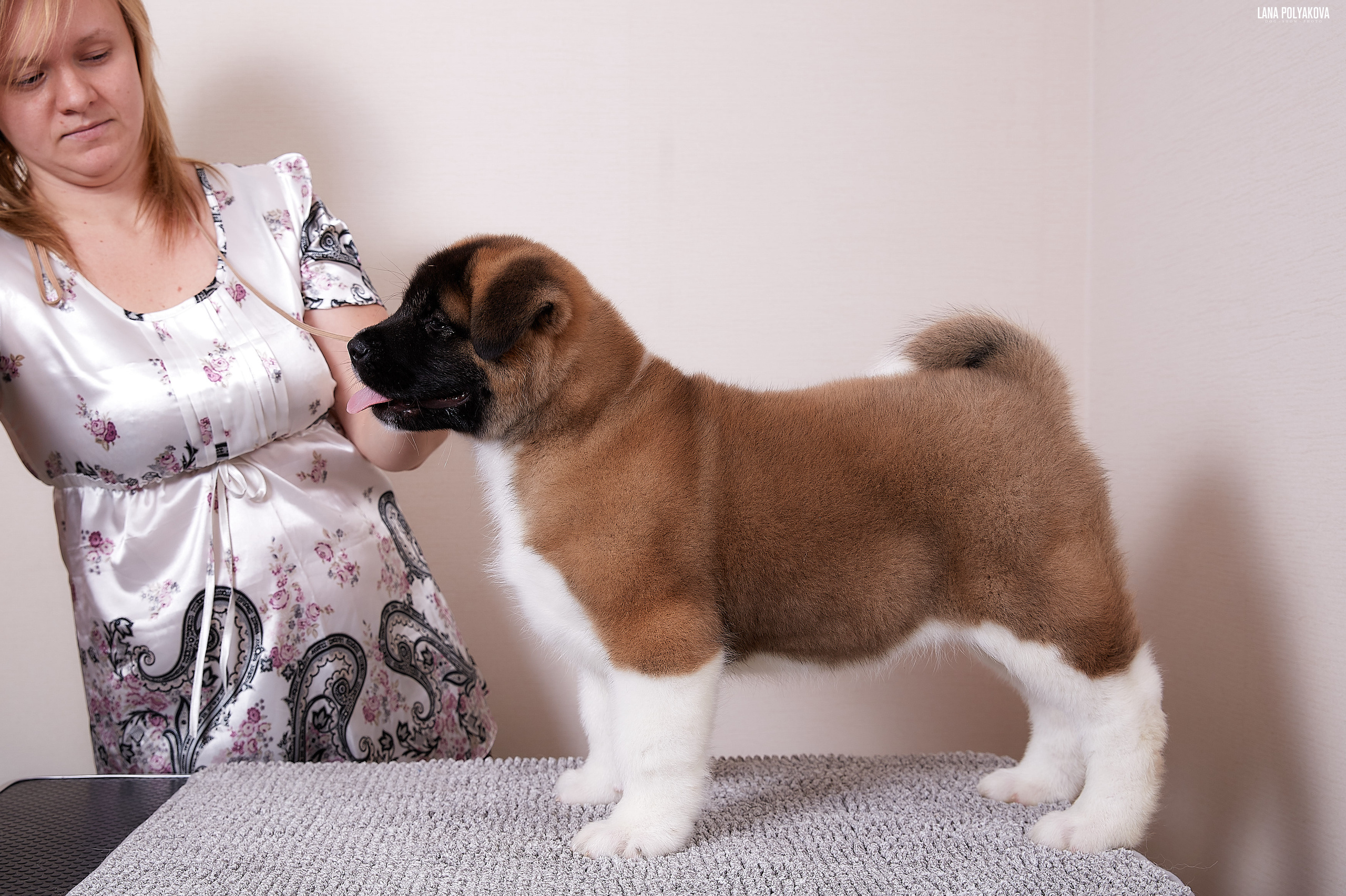 RUBYLIGHT BOREALIS * Боря. AMERICAN AKITA RUBYLIGHT KENNEL I SHIBA-INU