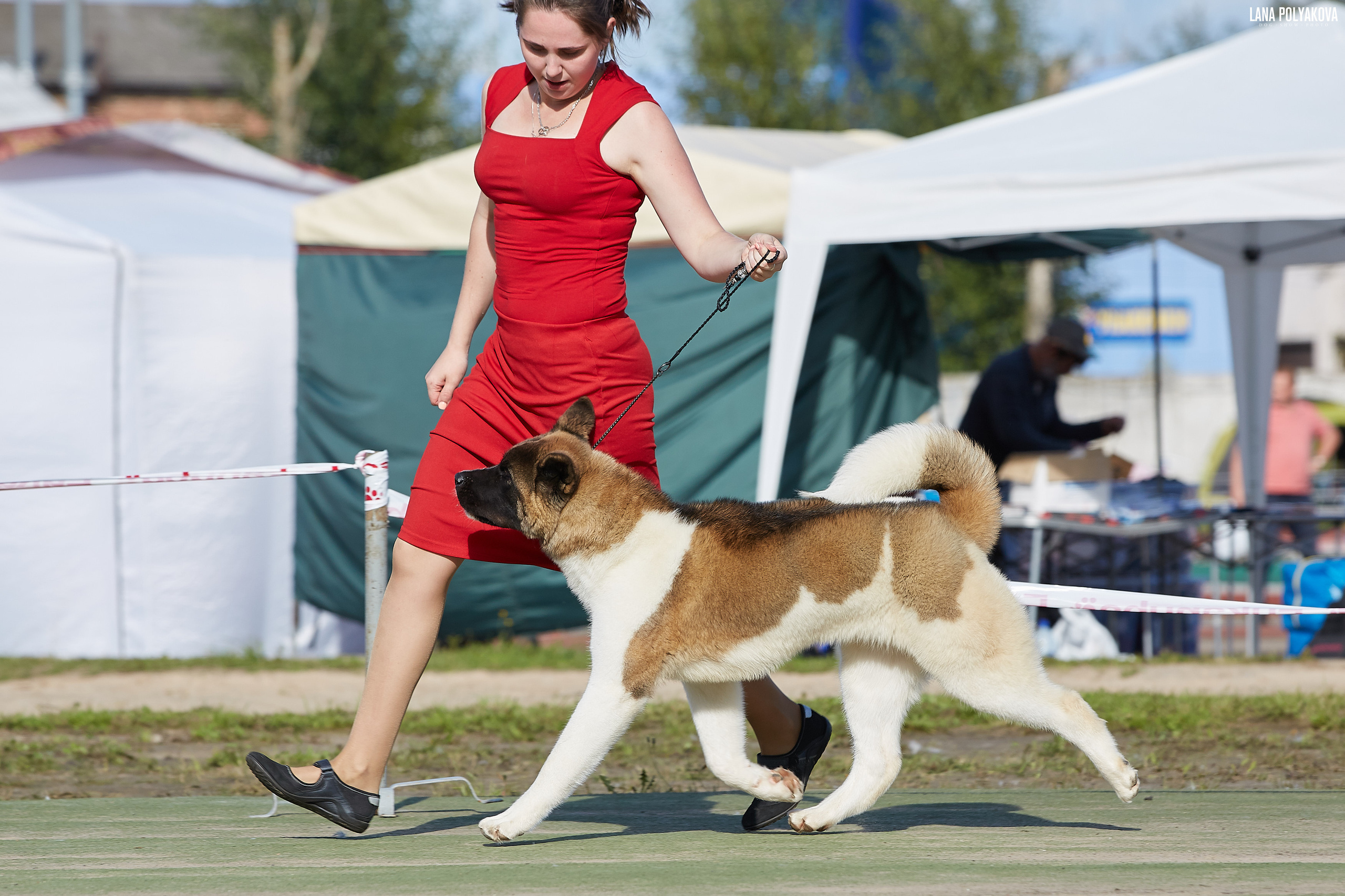 RUBYLIGHT BIYA * Бия американская акита Рубилайт щенки питомник