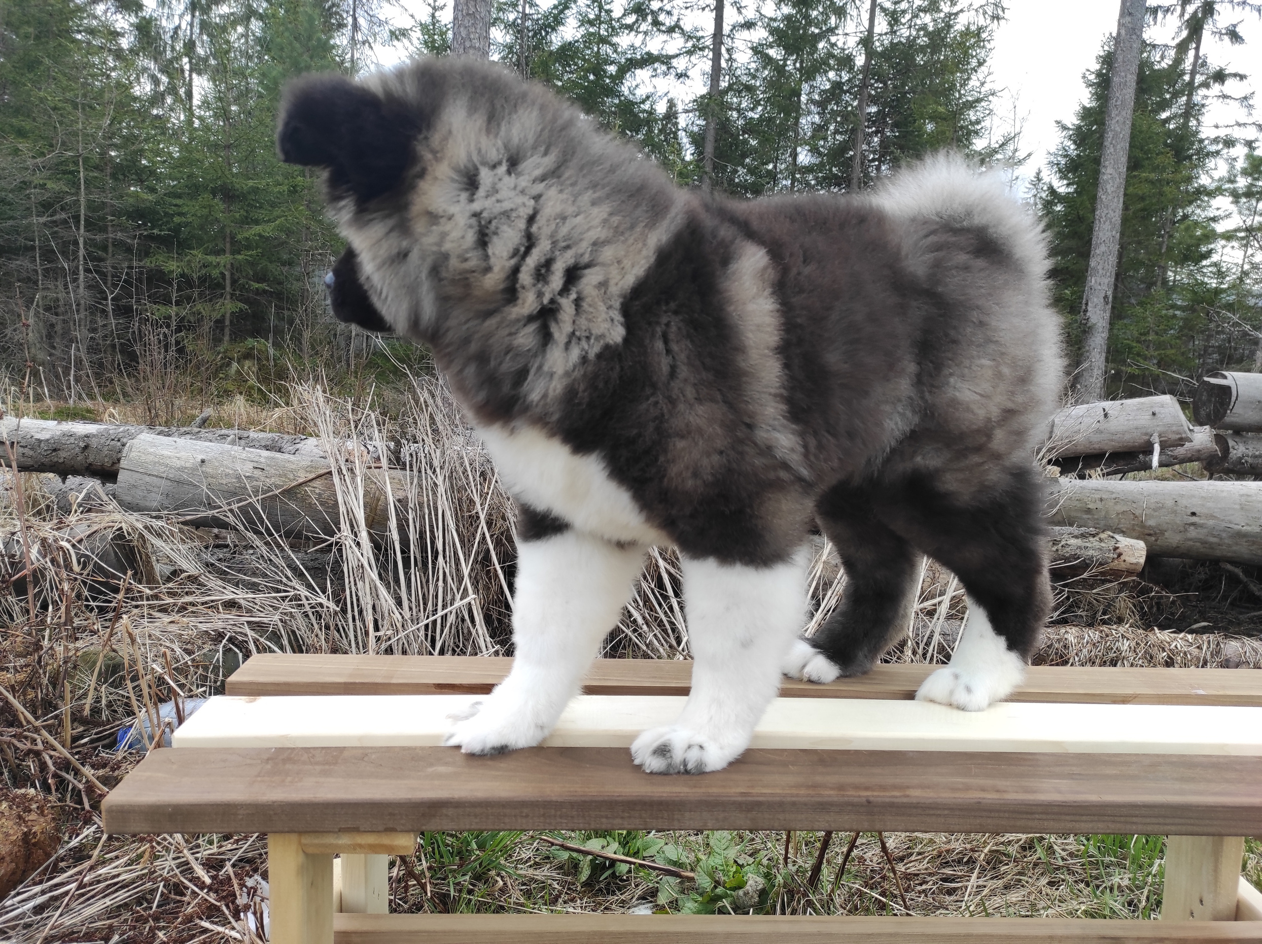 RUBYLIGHT HANNA * Ханна. AMERICAN AKITA RUBYLIGHT KENNEL I SHIBA-INU