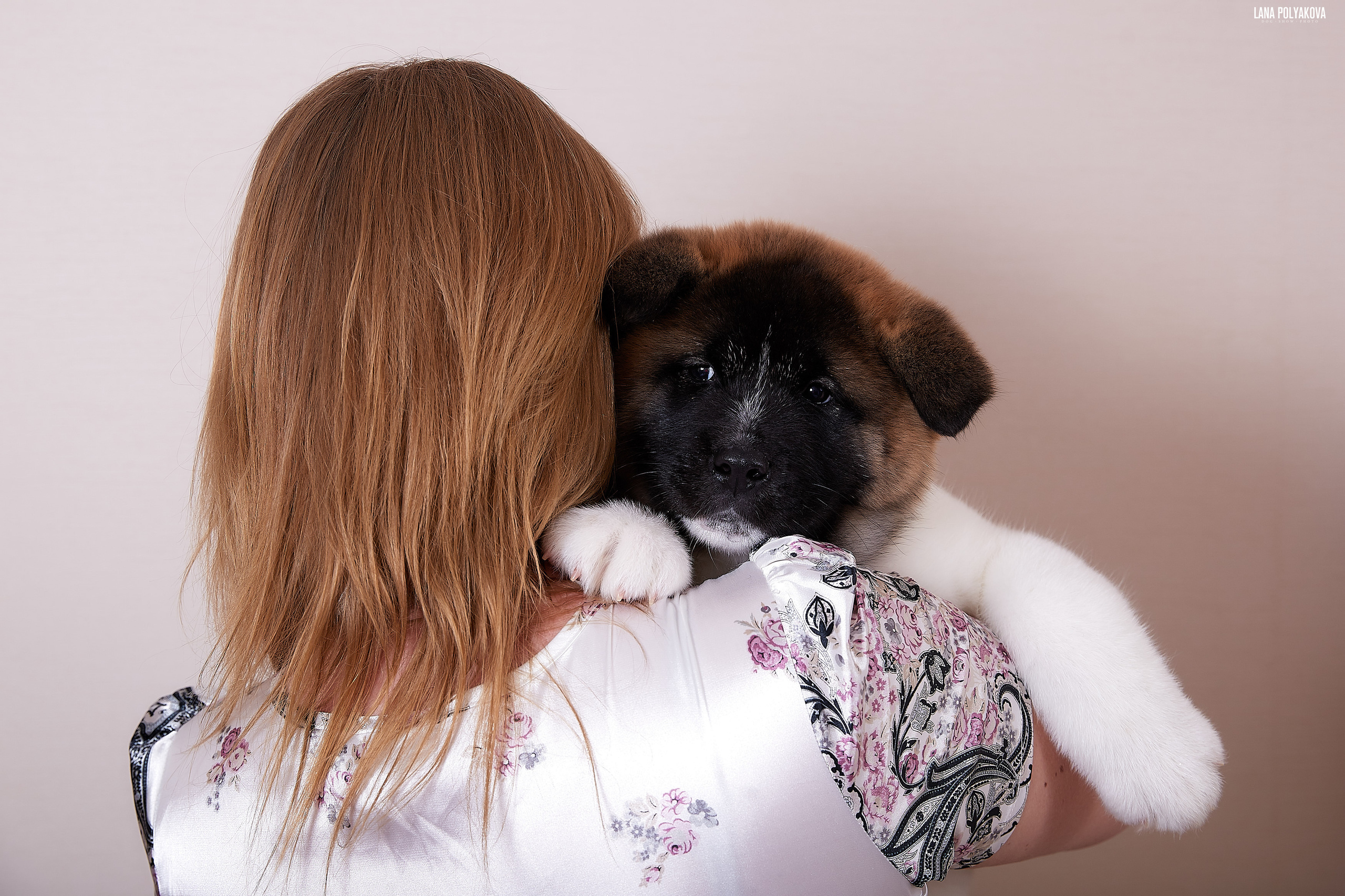 Американская акита питомник RUBYLIGHT. Американская акита I Сиба ину I Питомник RUBYLIGHT