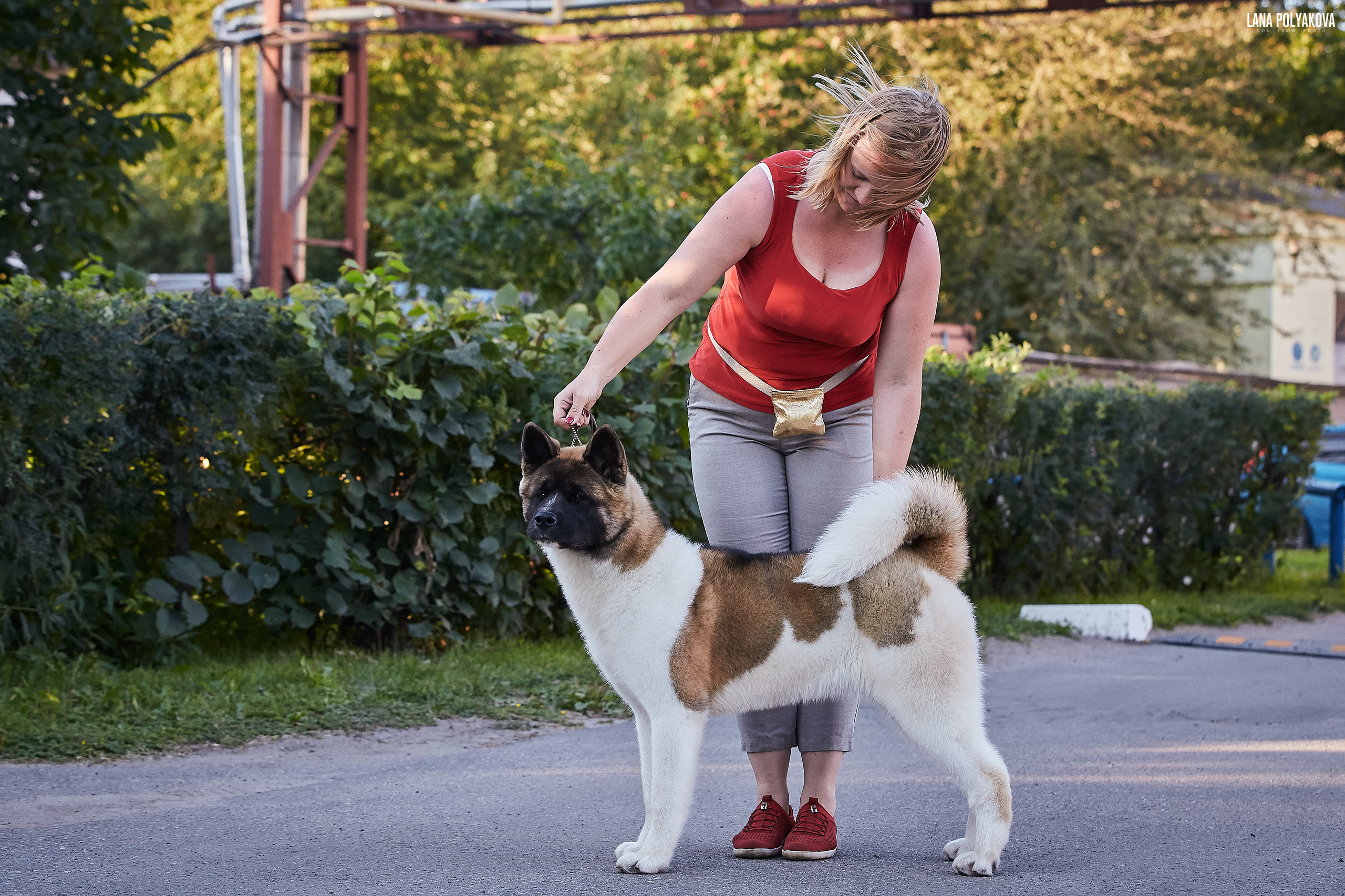 RUBYLIGHT BIYA * Бия американская акита Рубилайт щенки питомник