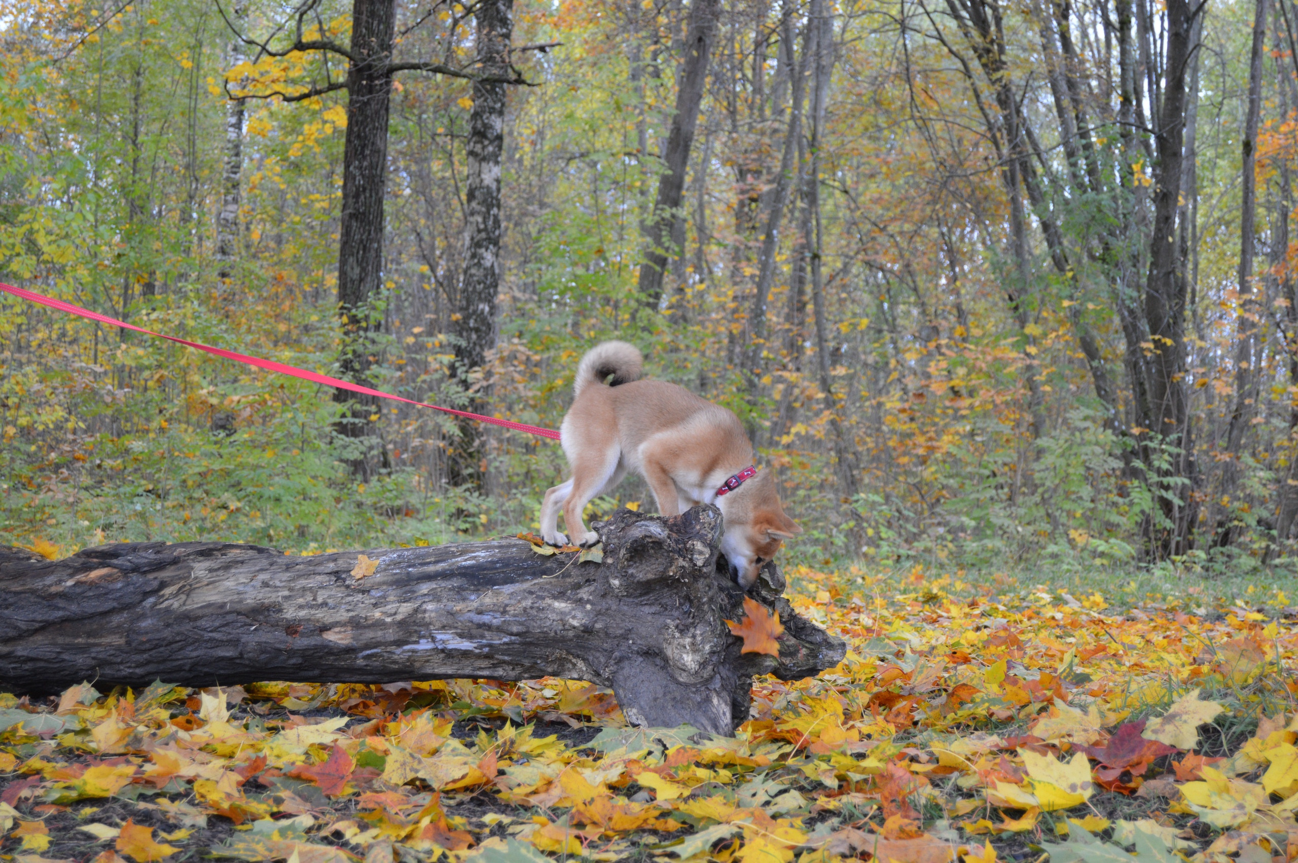 RUBYLIGHT DOLL * Долька (Отец: Хиро * HANDZIMEMESITE HIRO , Мать: Дэва * ZOLOTO PARTII DEVANA GODDESS OF HUNT) сиба