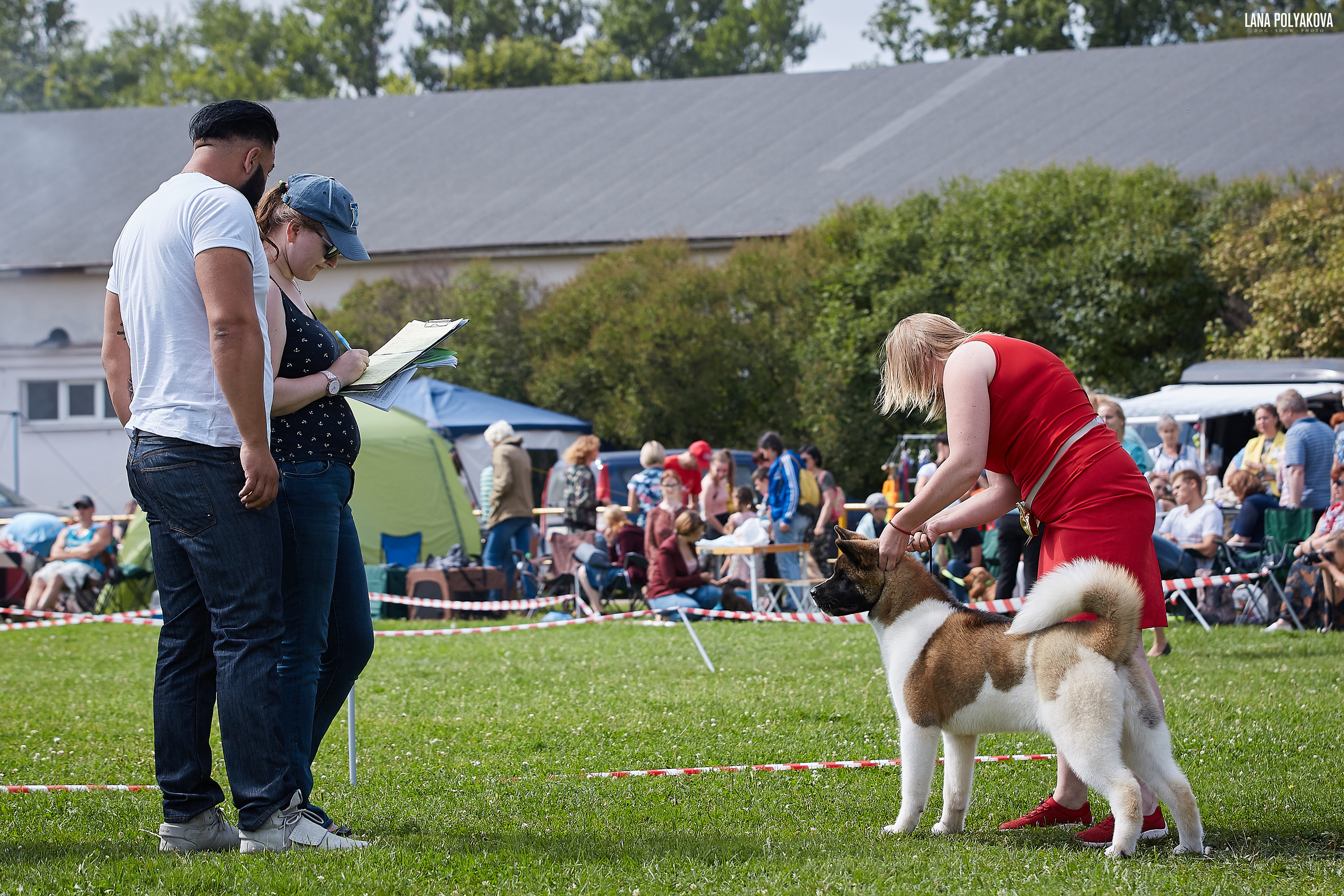 RUBYLIGHT BIYA * Бия американская акита Рубилайт щенки питомник
