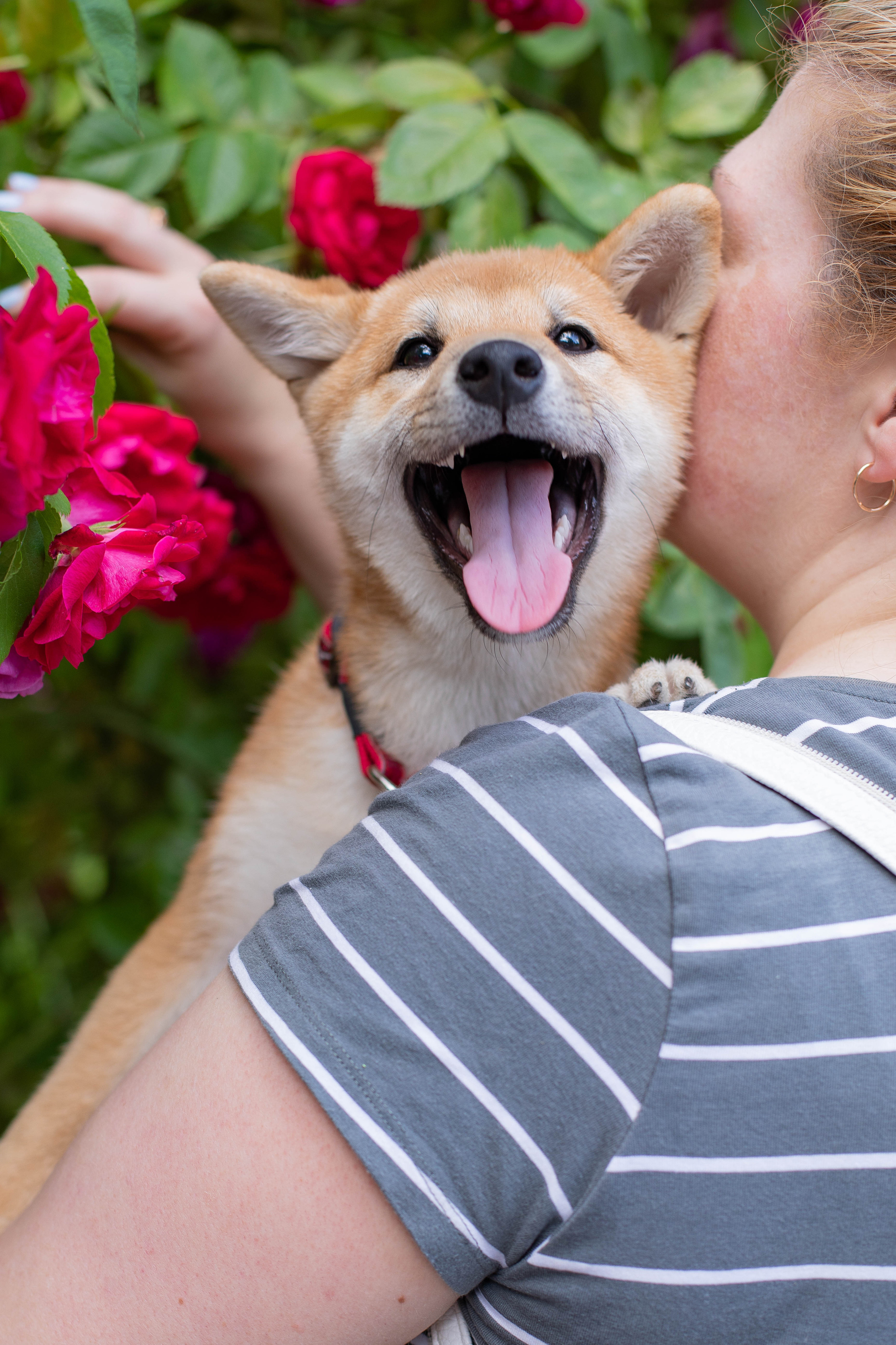 RUBYLIGHT JULY. AMERICAN AKITA RUBYLIGHT KENNEL I SHIBA-INU