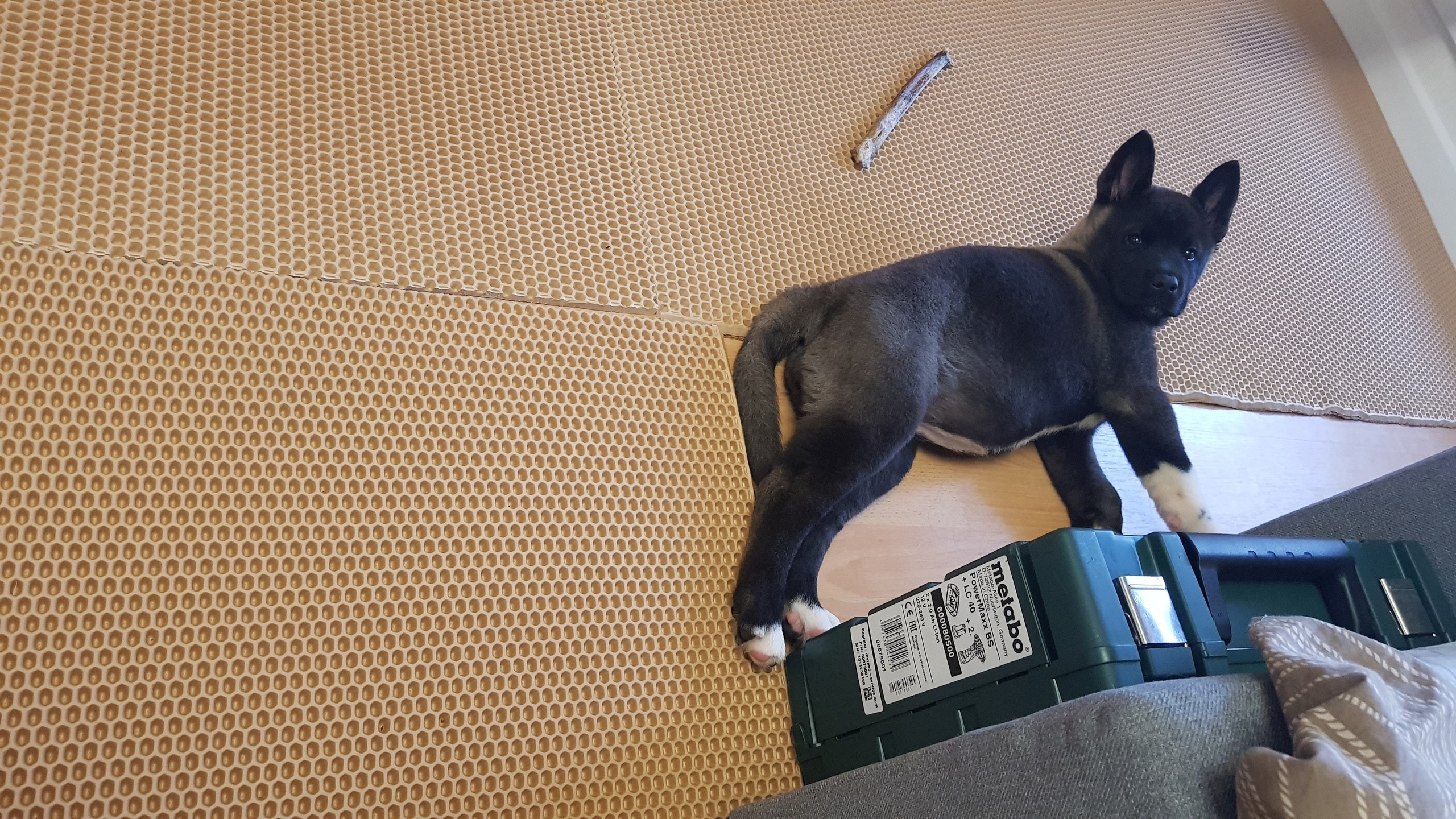 Американская акита питомник RUBYLIGHT. Американская акита I Сиба ину I Питомник RUBYLIGHT