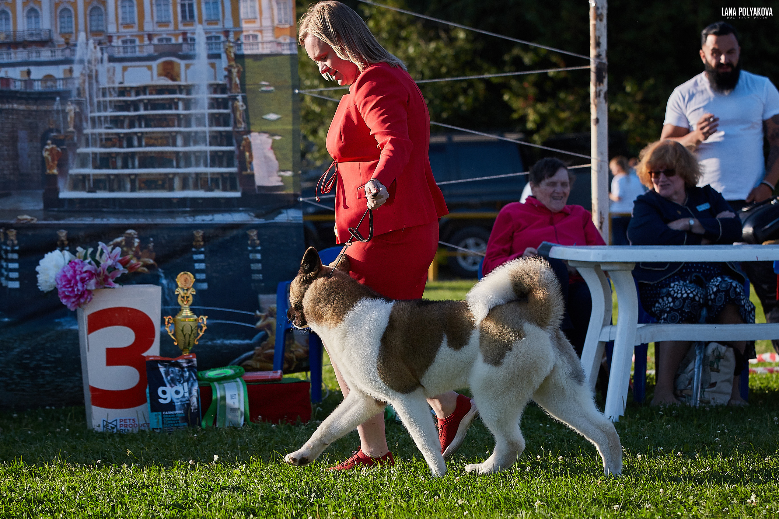 RUBYLIGHT BIYA * Бия американская акита Рубилайт щенки питомник