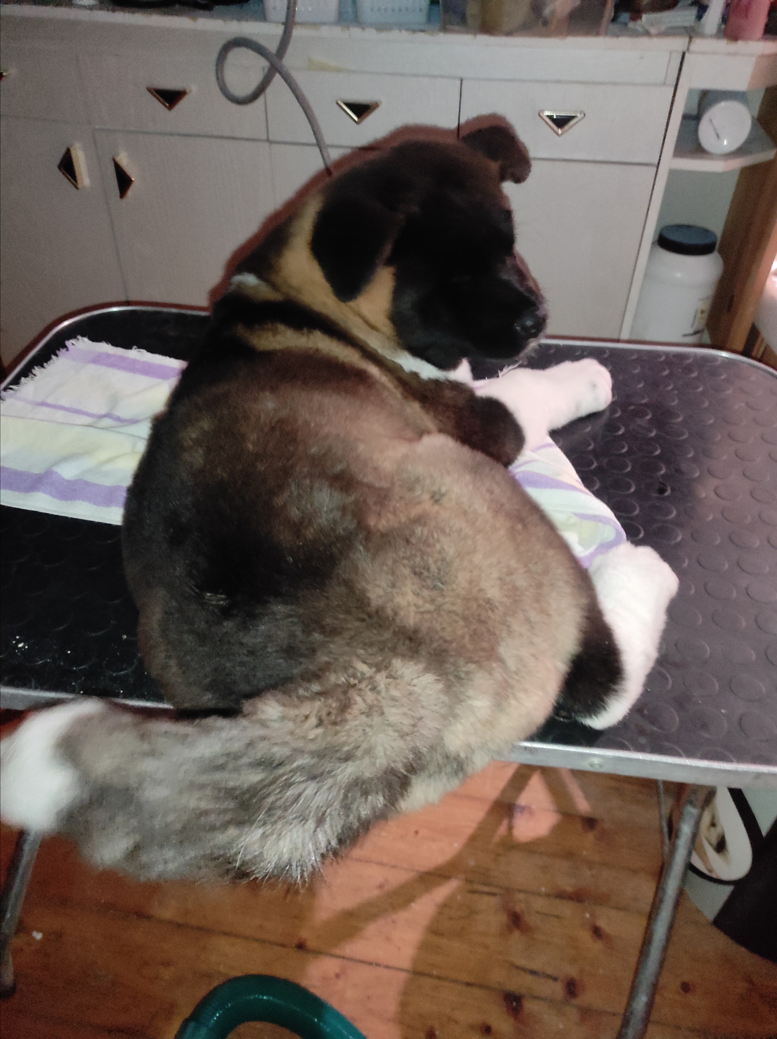 Американская акита питомник RUBYLIGHT. Американская акита I Сиба ину I Питомник RUBYLIGHT