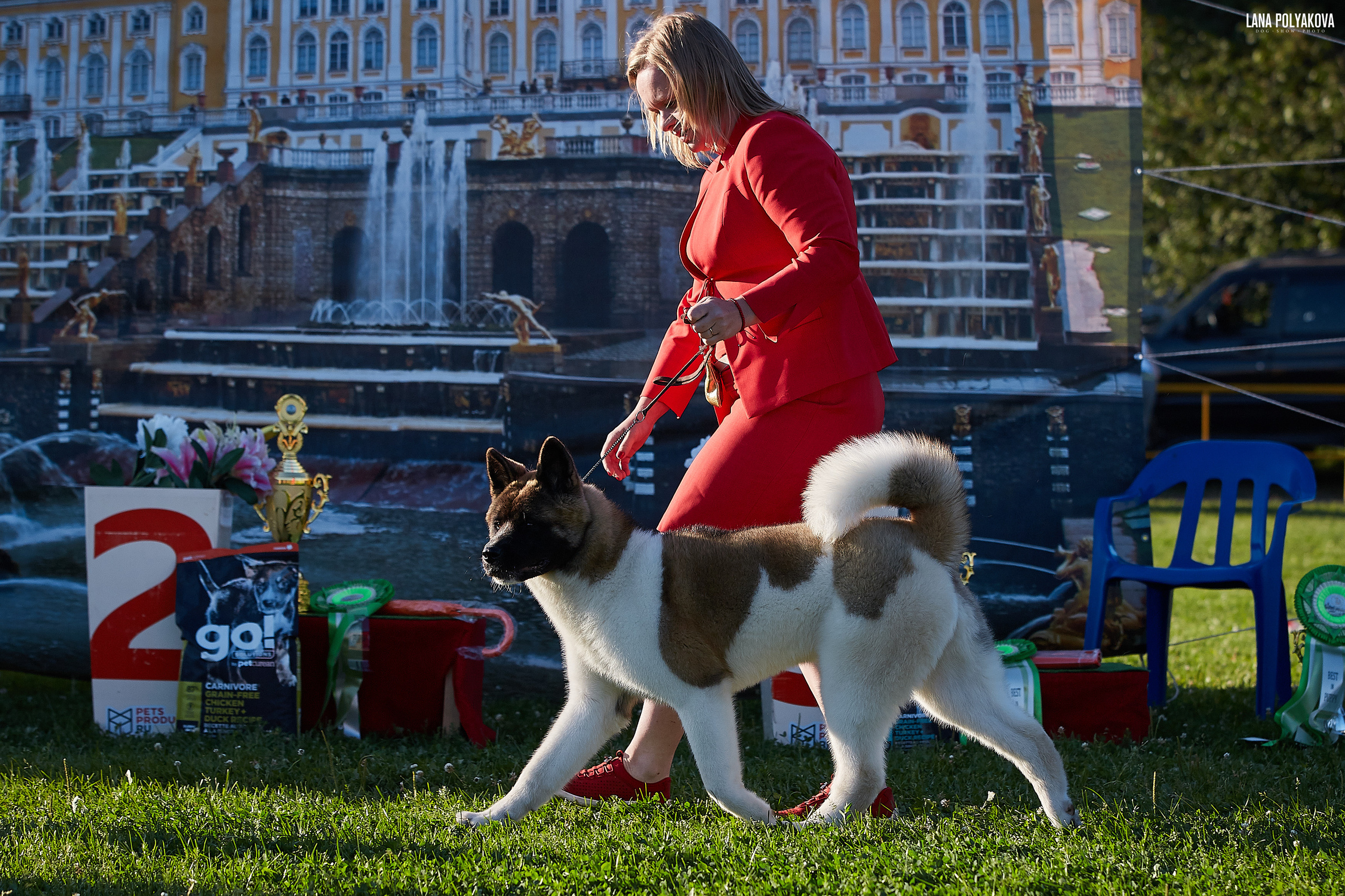 RUBYLIGHT BIYA * Бия американская акита Рубилайт щенки питомник