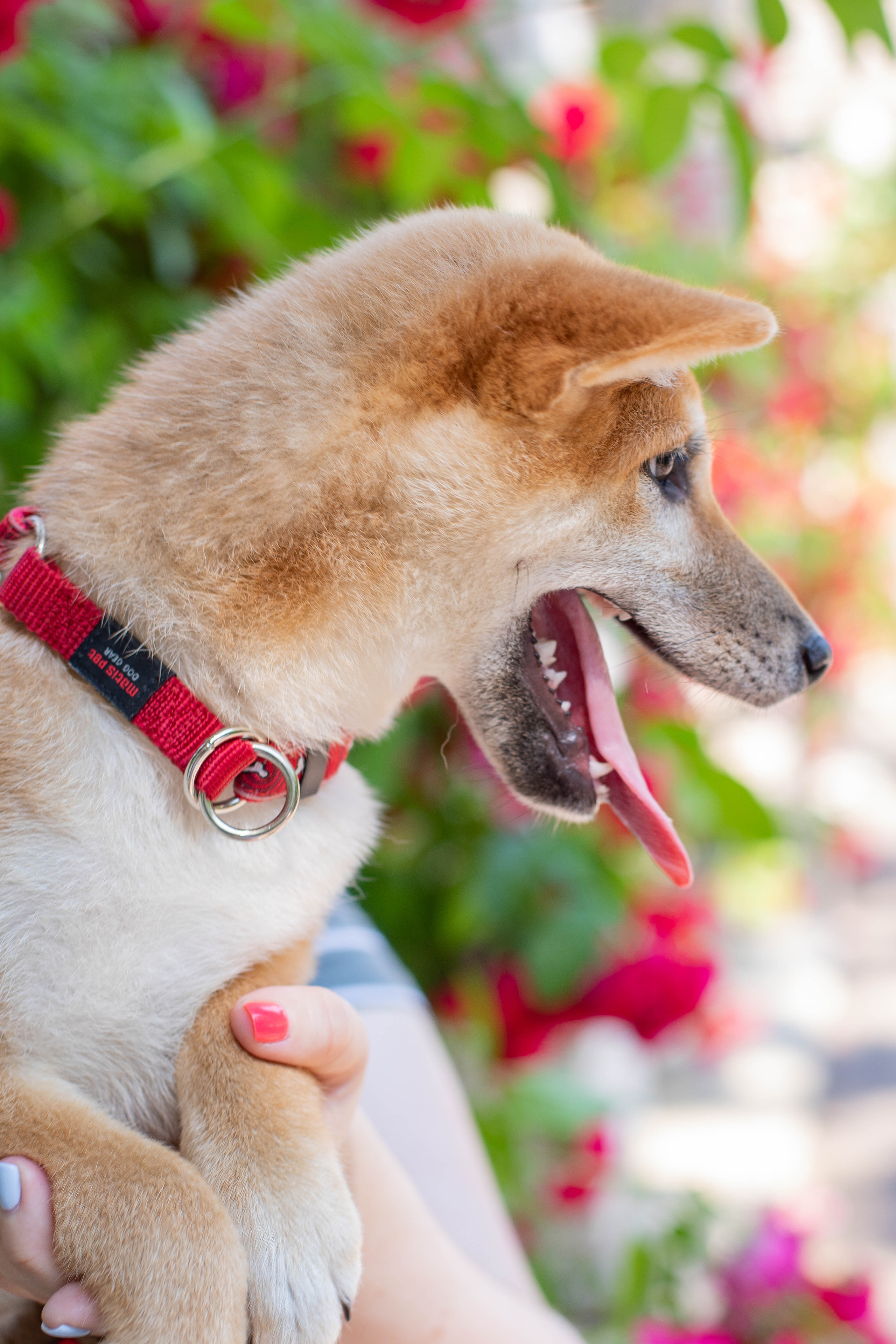 RUBYLIGHT JULY. AMERICAN AKITA RUBYLIGHT KENNEL I SHIBA-INU