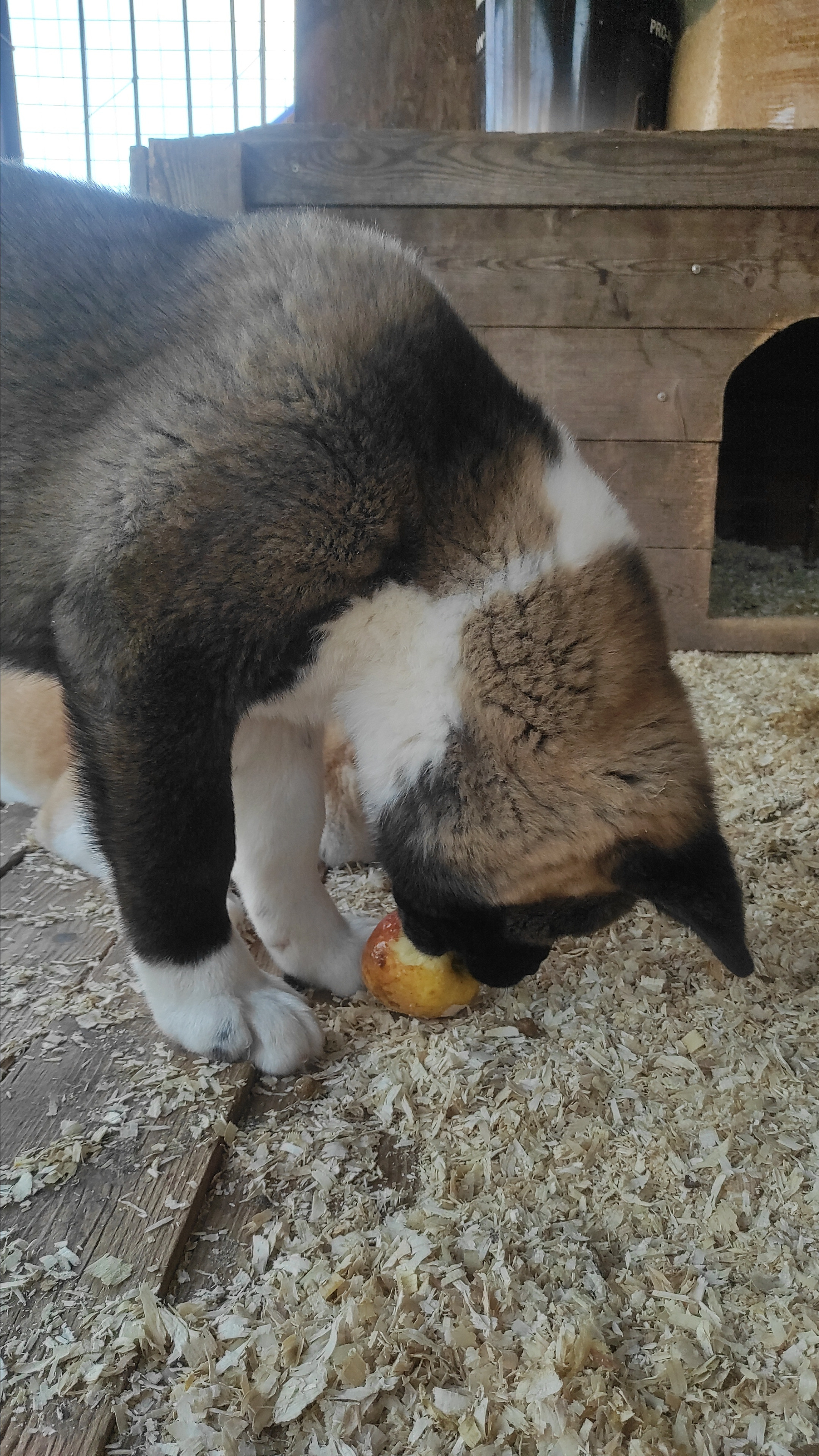 RUBYLIGHT Kiros. AMERICAN AKITA RUBYLIGHT KENNEL I SHIBA-INU