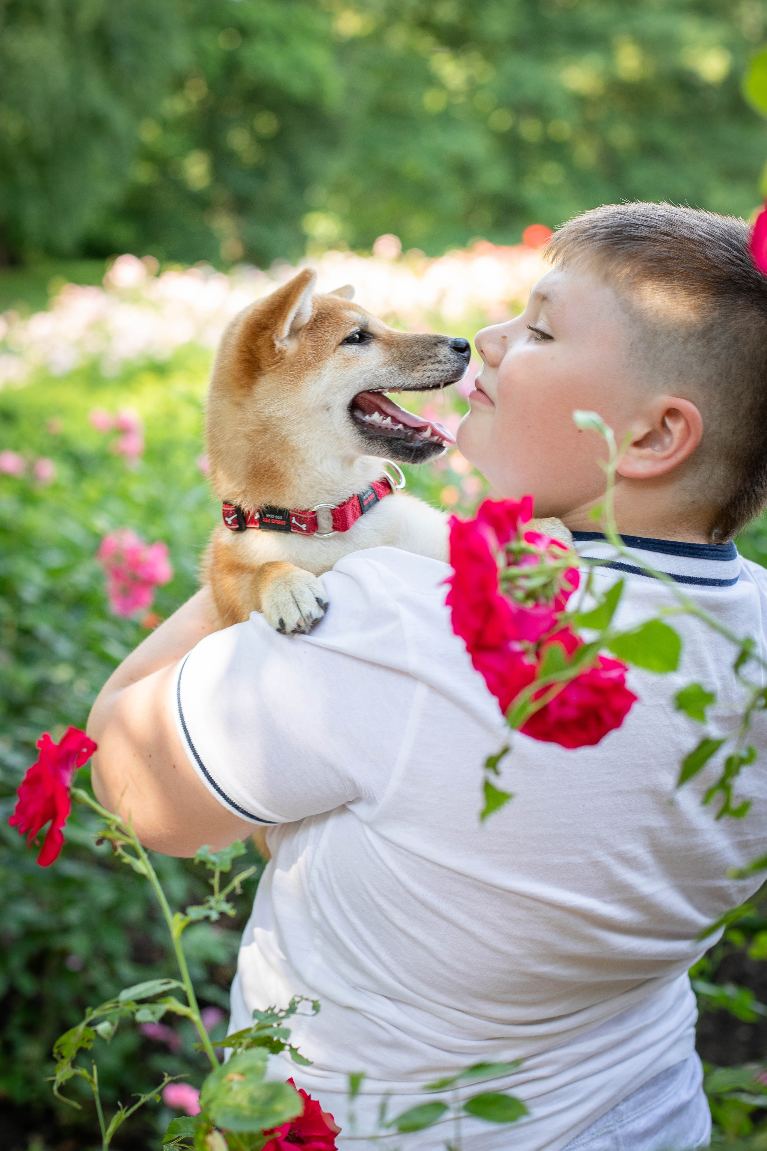 RUBYLIGHT JULY. AMERICAN AKITA RUBYLIGHT KENNEL I SHIBA-INU