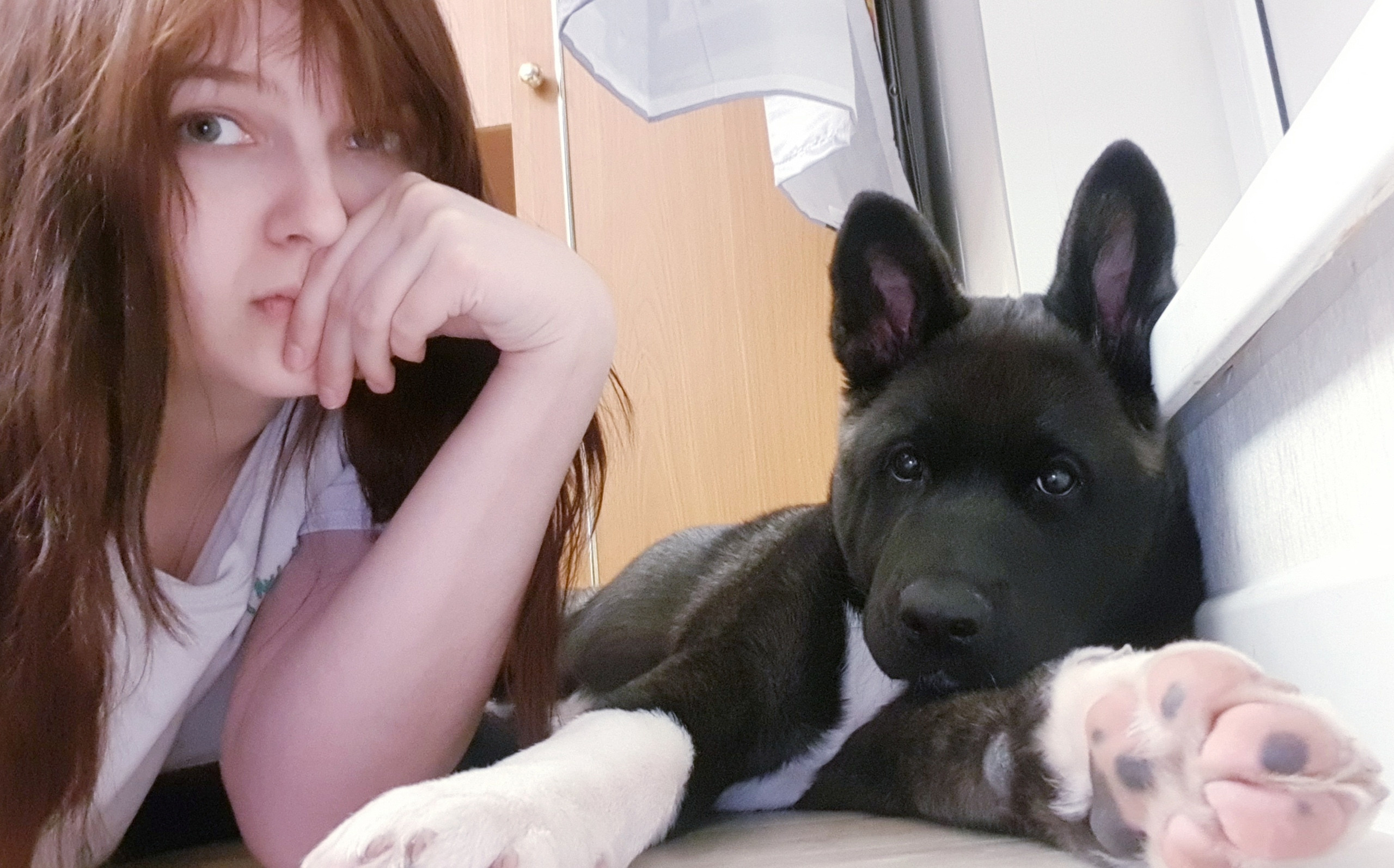 Американская акита питомник RUBYLIGHT. Американская акита I Сиба ину I Питомник RUBYLIGHT