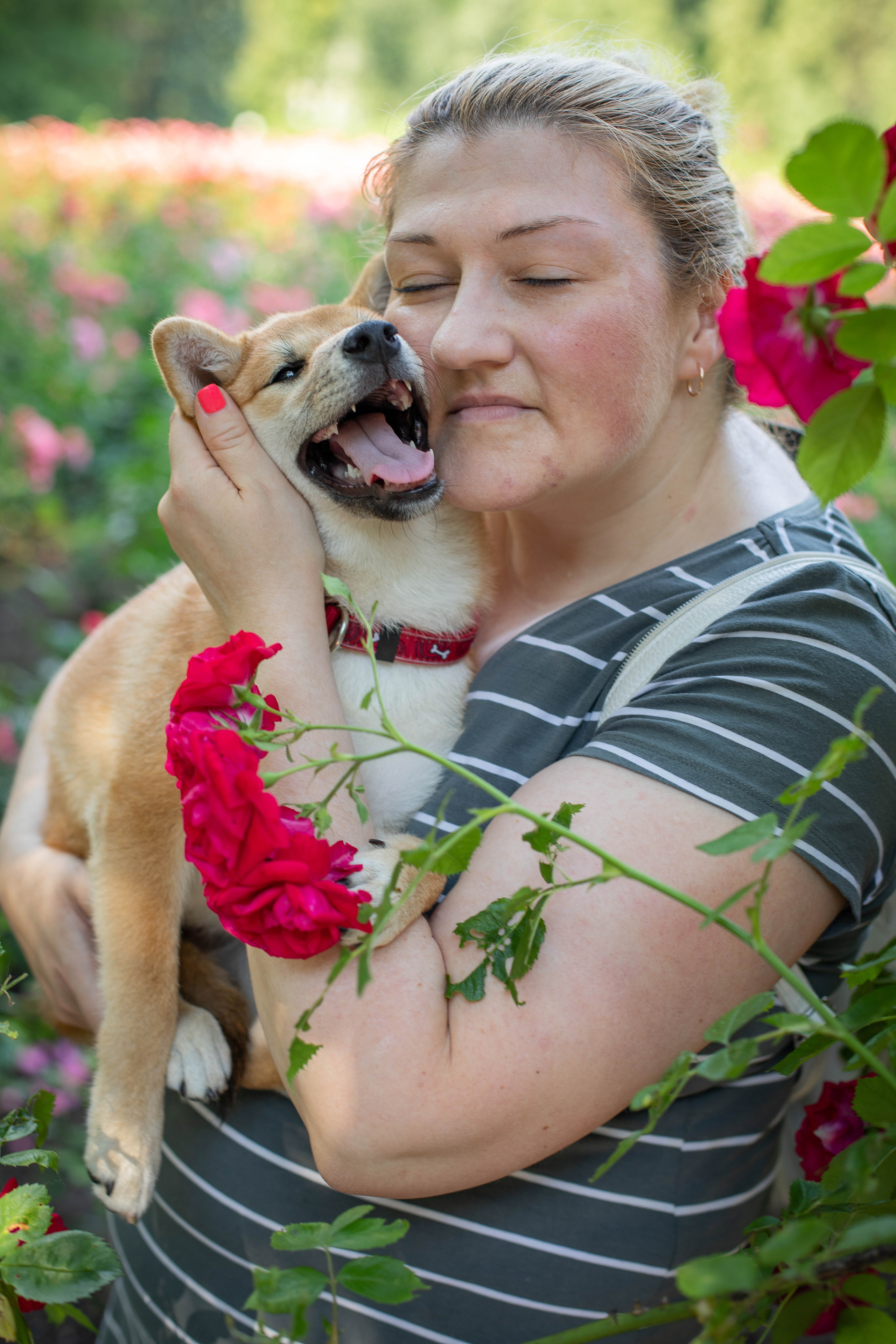 RUBYLIGHT JULY. AMERICAN AKITA RUBYLIGHT KENNEL I SHIBA-INU
