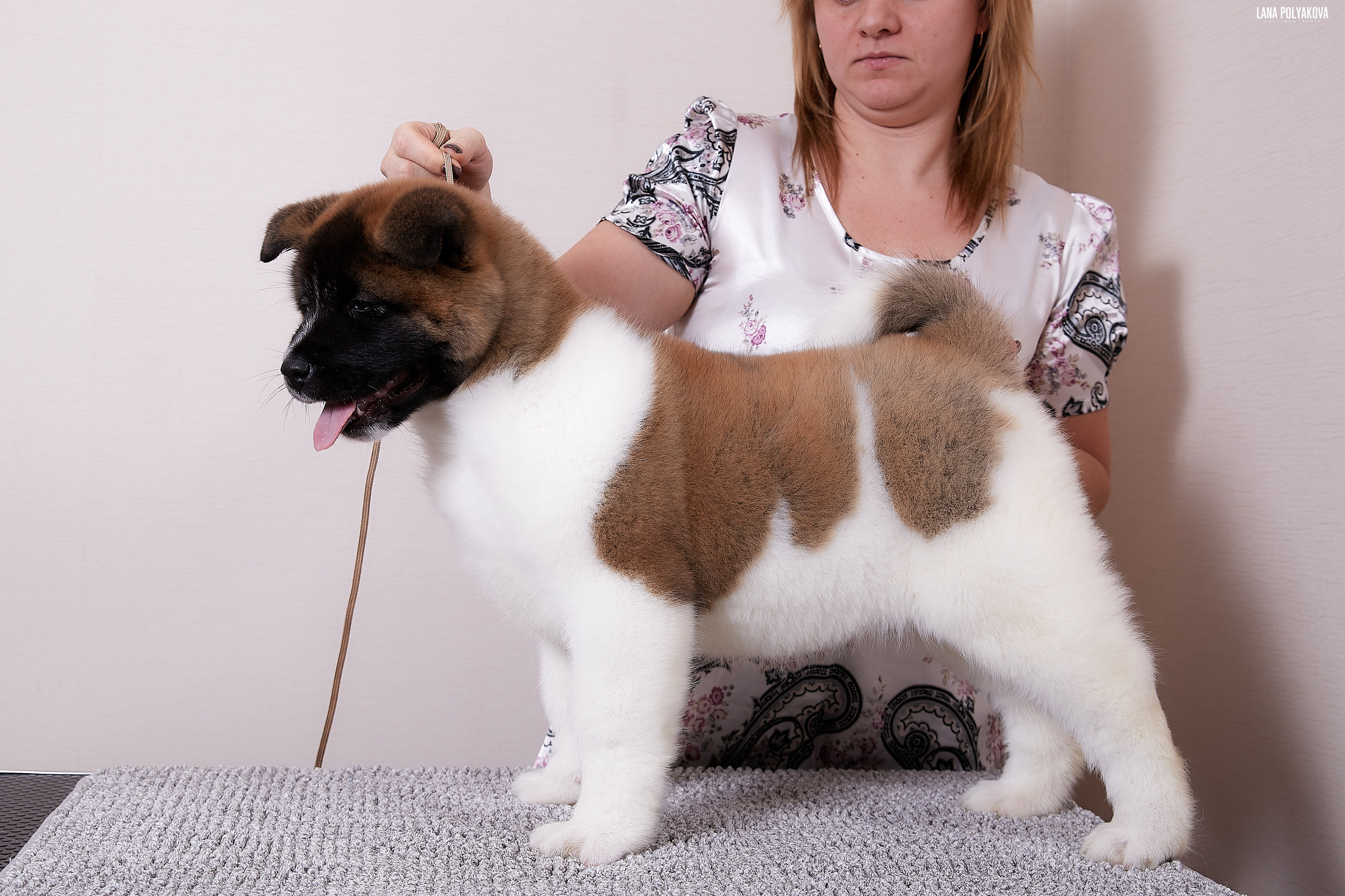 Американская акита питомник RUBYLIGHT. Американская акита I Сиба ину I Питомник RUBYLIGHT