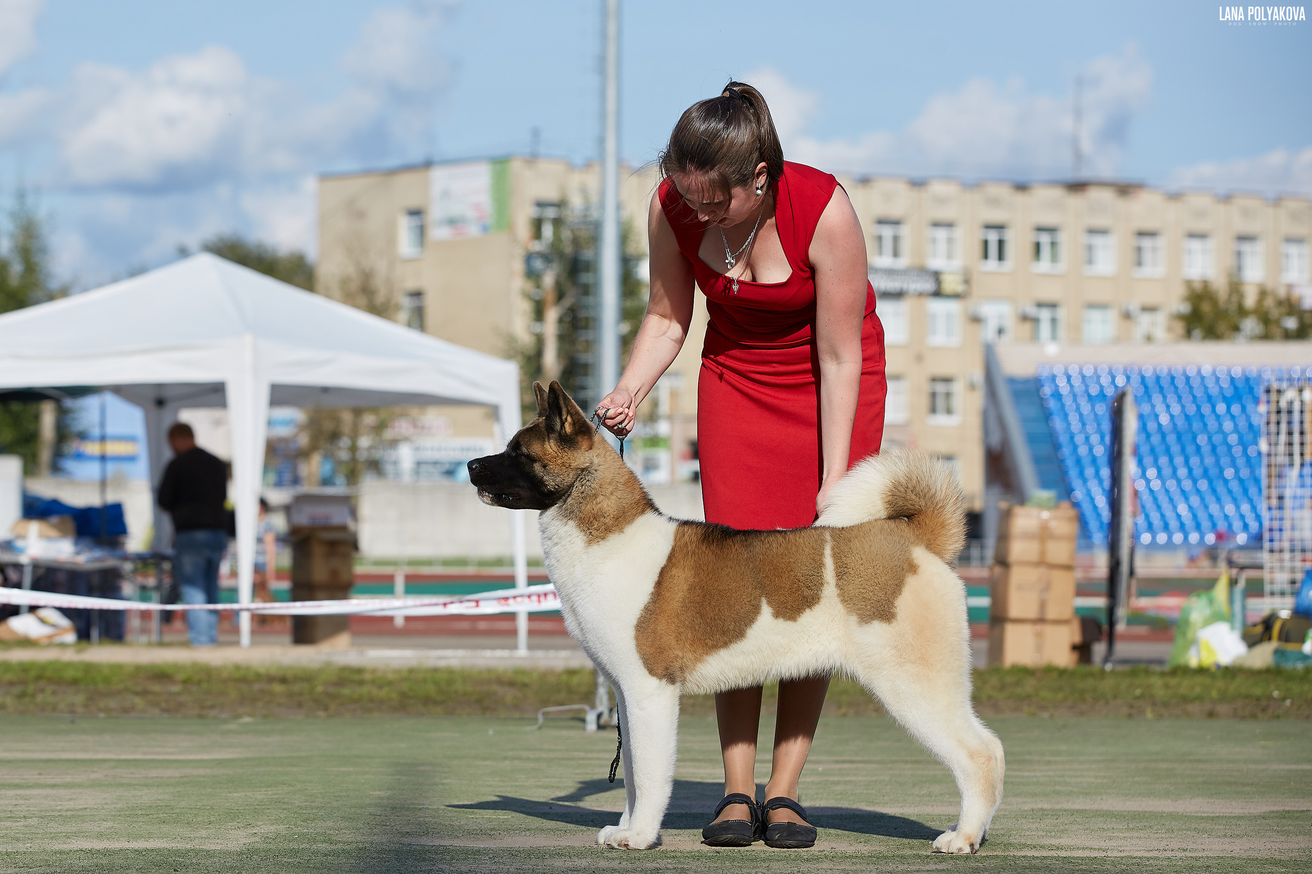 RUBYLIGHT BIYA * Бия американская акита Рубилайт щенки питомник