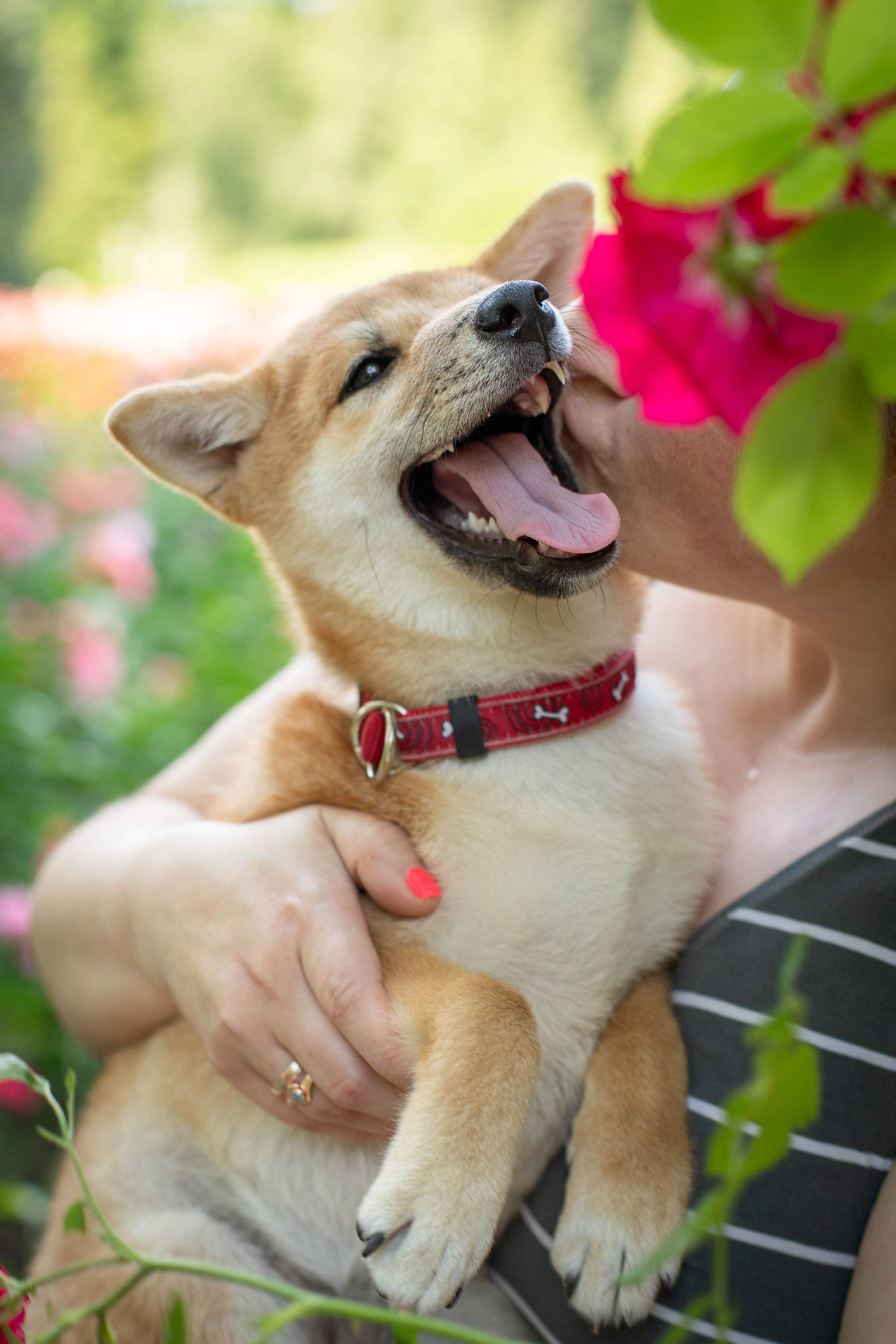 RUBYLIGHT JULY. AMERICAN AKITA RUBYLIGHT KENNEL I SHIBA-INU
