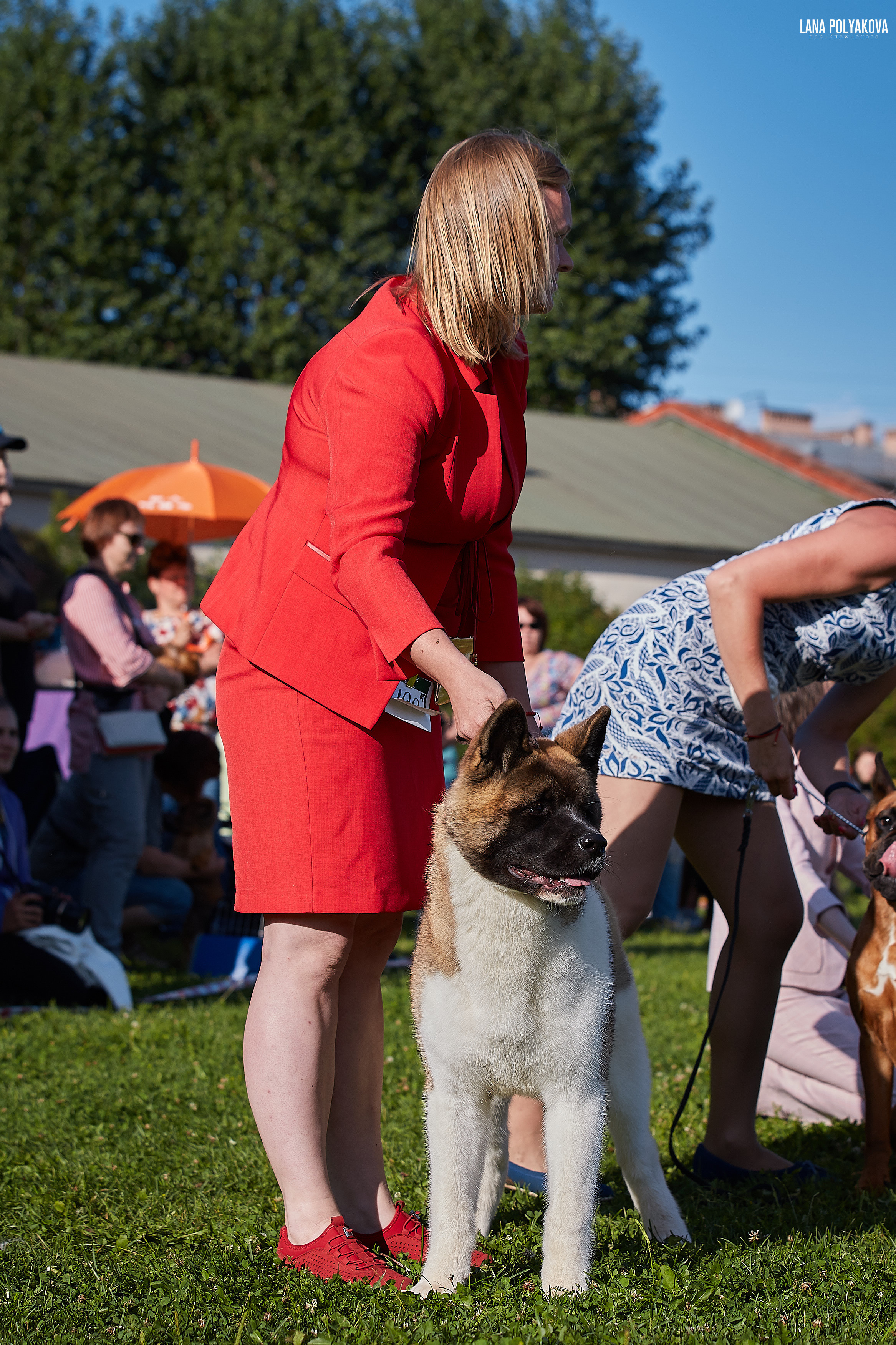 RUBYLIGHT BIYA * Бия американская акита Рубилайт щенки питомник