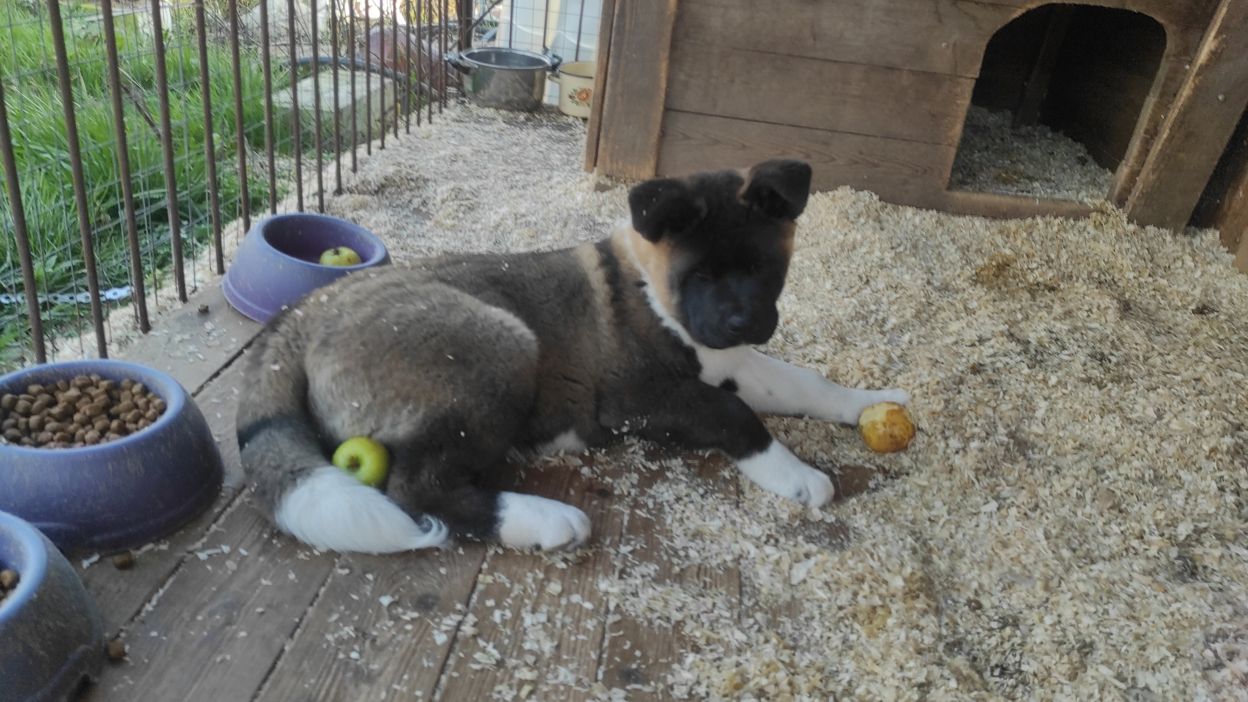 RUBYLIGHT Kiros. AMERICAN AKITA RUBYLIGHT KENNEL I SHIBA-INU