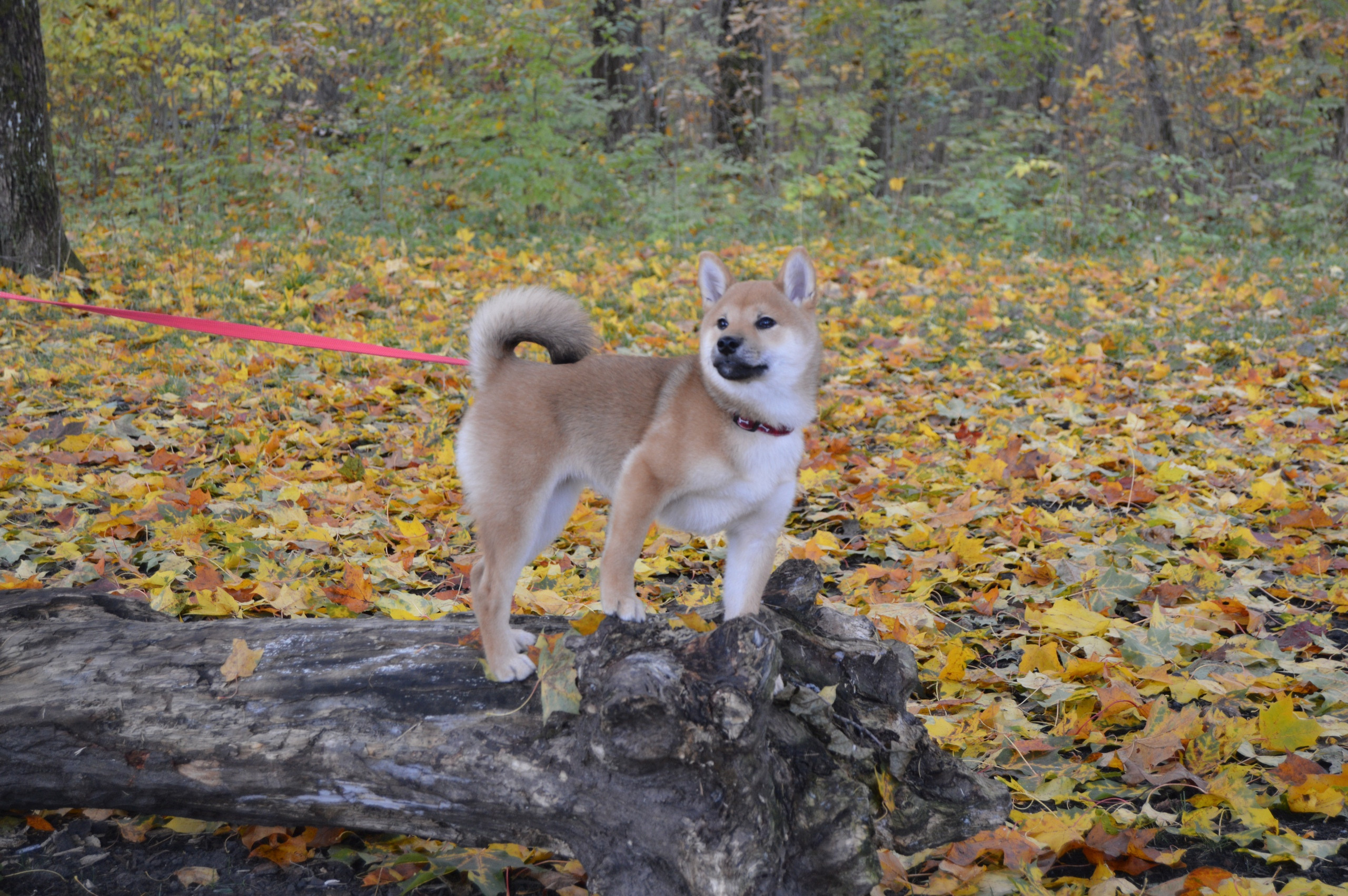 RUBYLIGHT DOLL * Долька (Отец: Хиро * HANDZIMEMESITE HIRO , Мать: Дэва * ZOLOTO PARTII DEVANA GODDESS OF HUNT) сиба