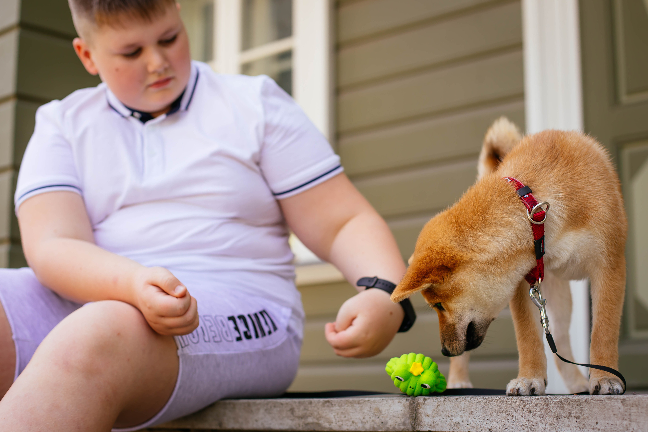 RUBYLIGHT JULY. AMERICAN AKITA RUBYLIGHT KENNEL I SHIBA-INU