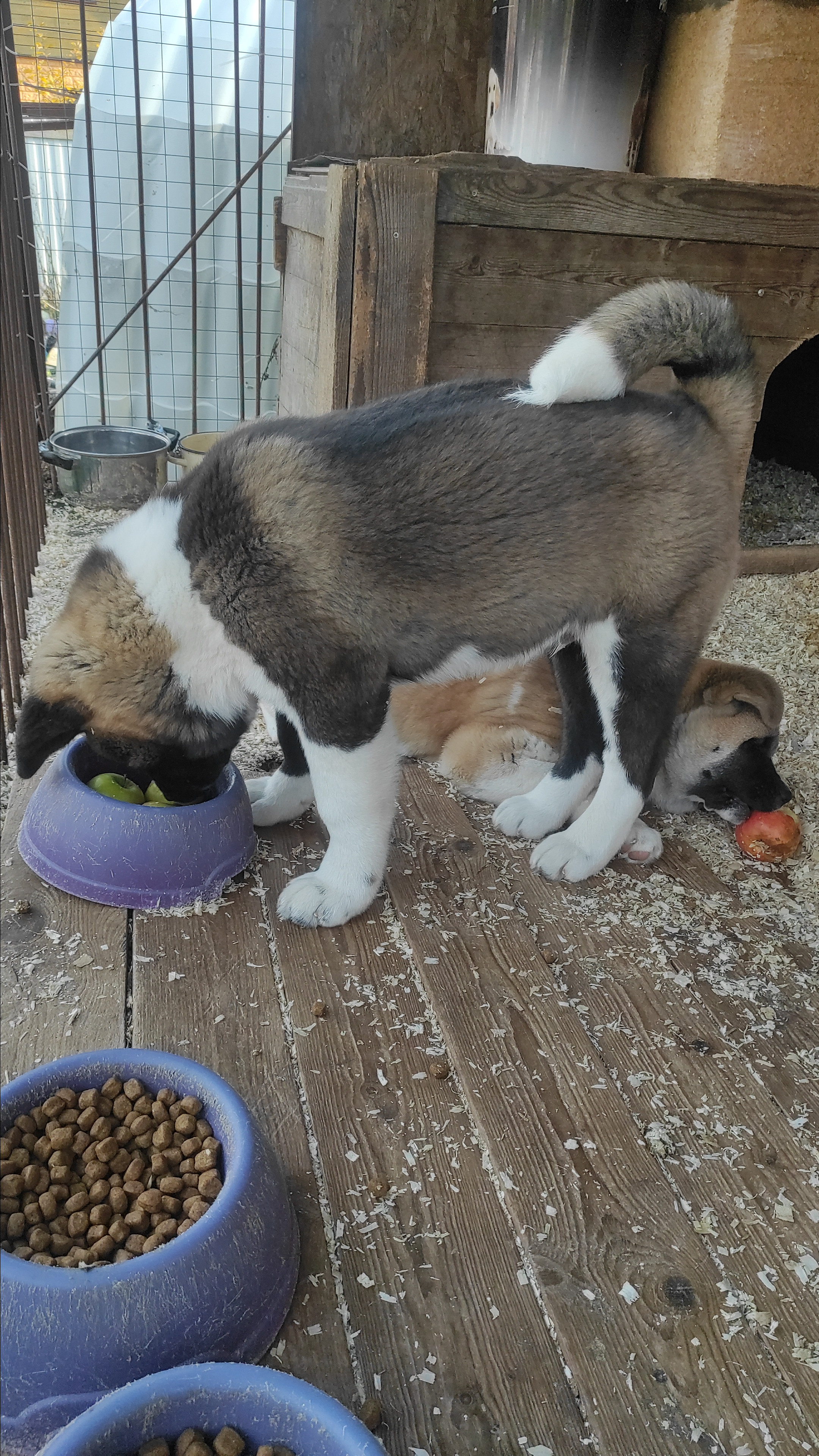 RUBYLIGHT Kiros. AMERICAN AKITA RUBYLIGHT KENNEL I SHIBA-INU