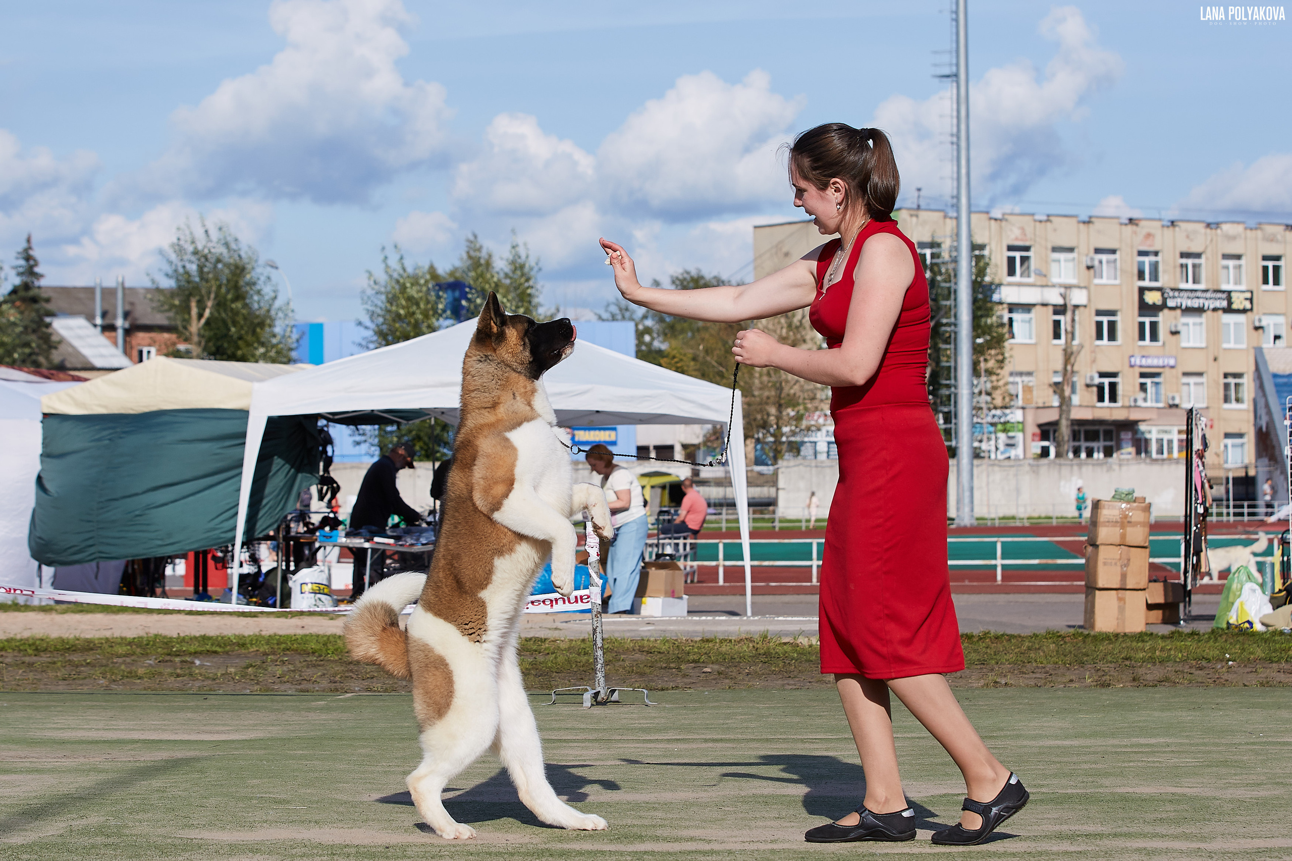 RUBYLIGHT BIYA * Бия американская акита Рубилайт щенки питомник