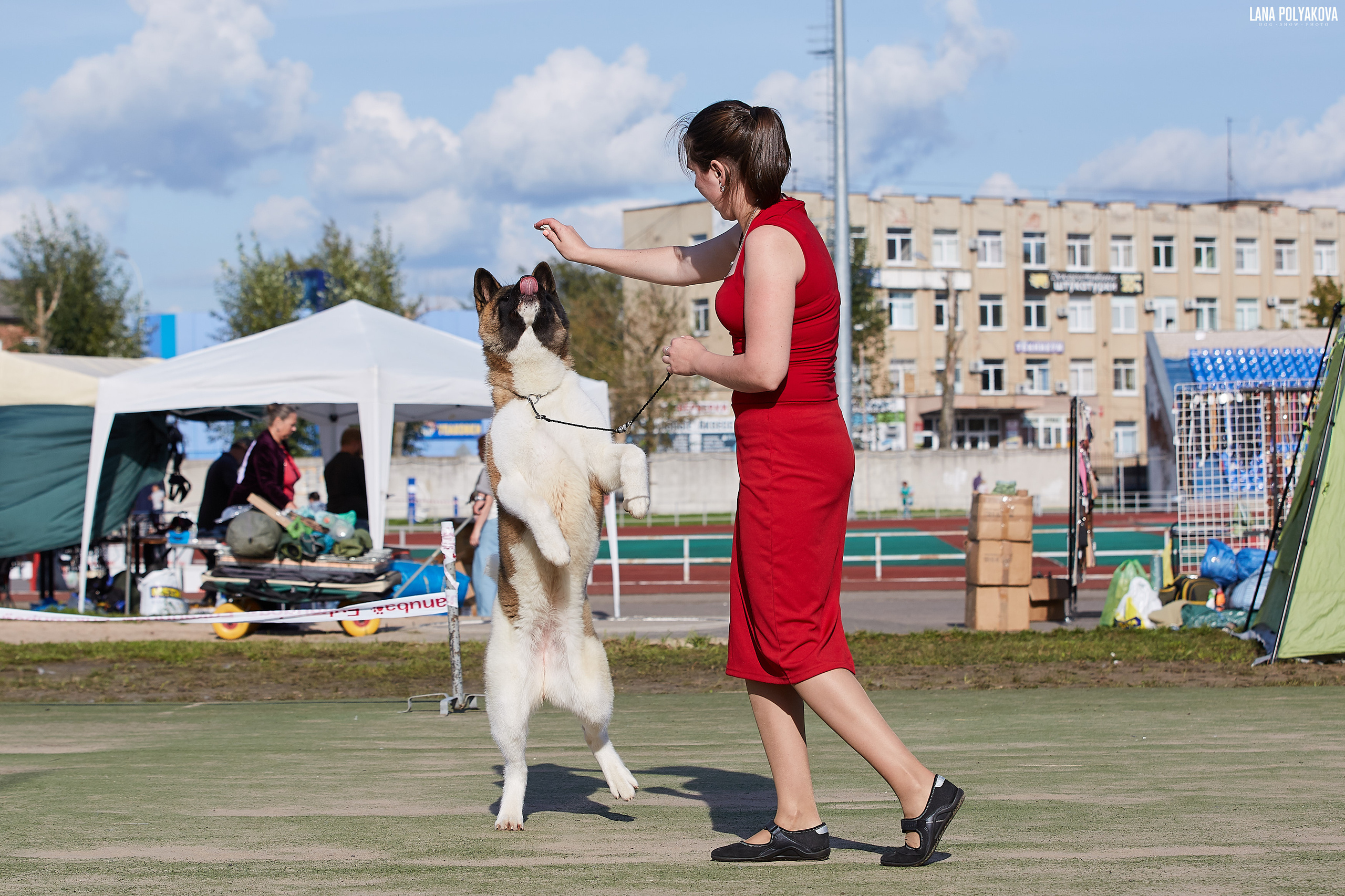 RUBYLIGHT BIYA * Бия американская акита Рубилайт щенки питомник