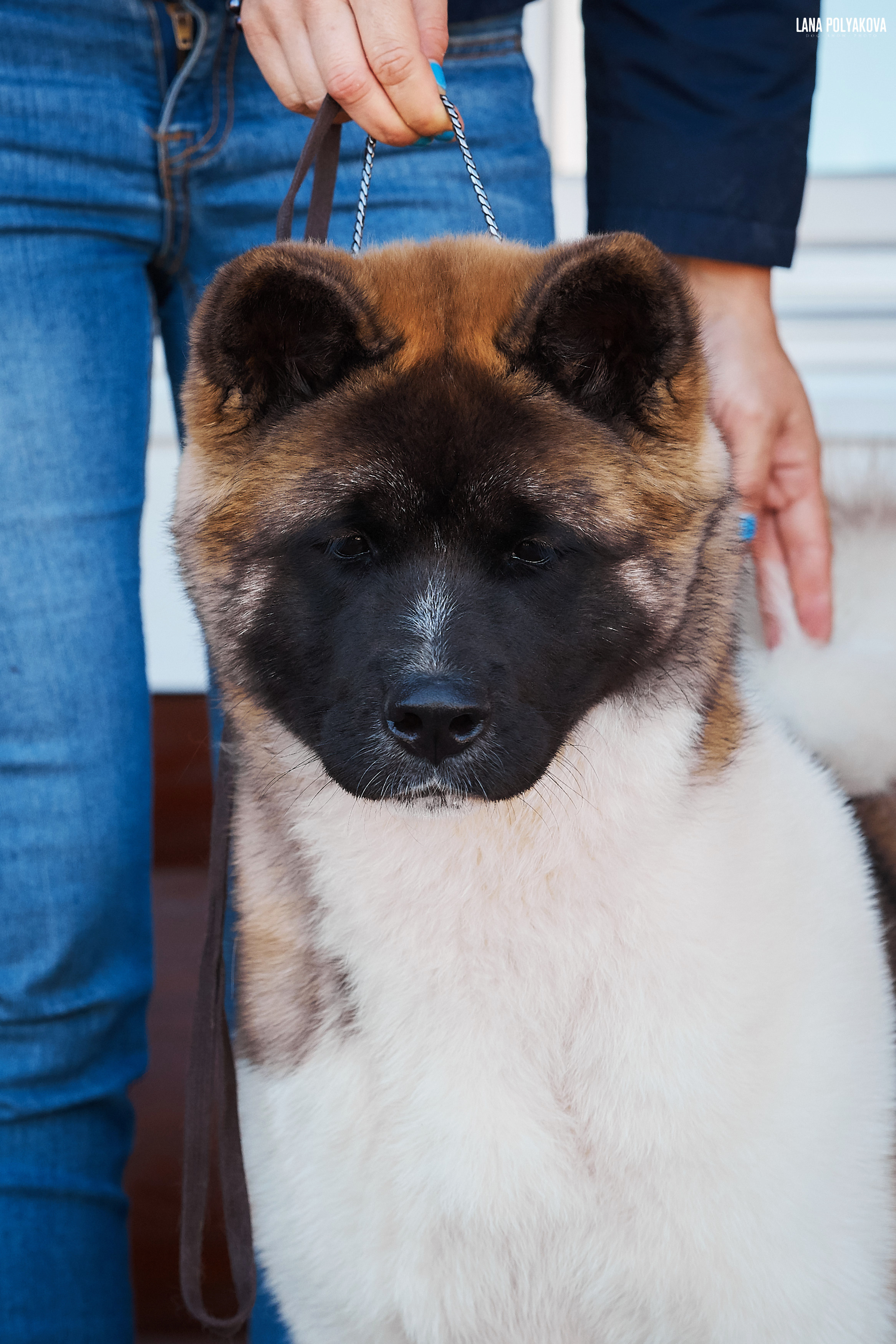 RUBYLIGHT BIYA * Бия американская акита Рубилайт щенки питомник