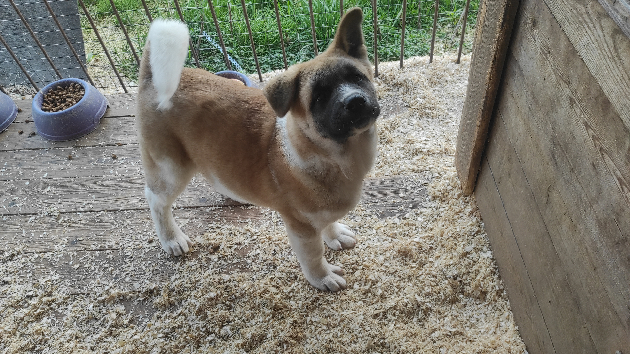 Американская акита питомник RUBYLIGHT. Американская акита I Сиба ину I Питомник RUBYLIGHT