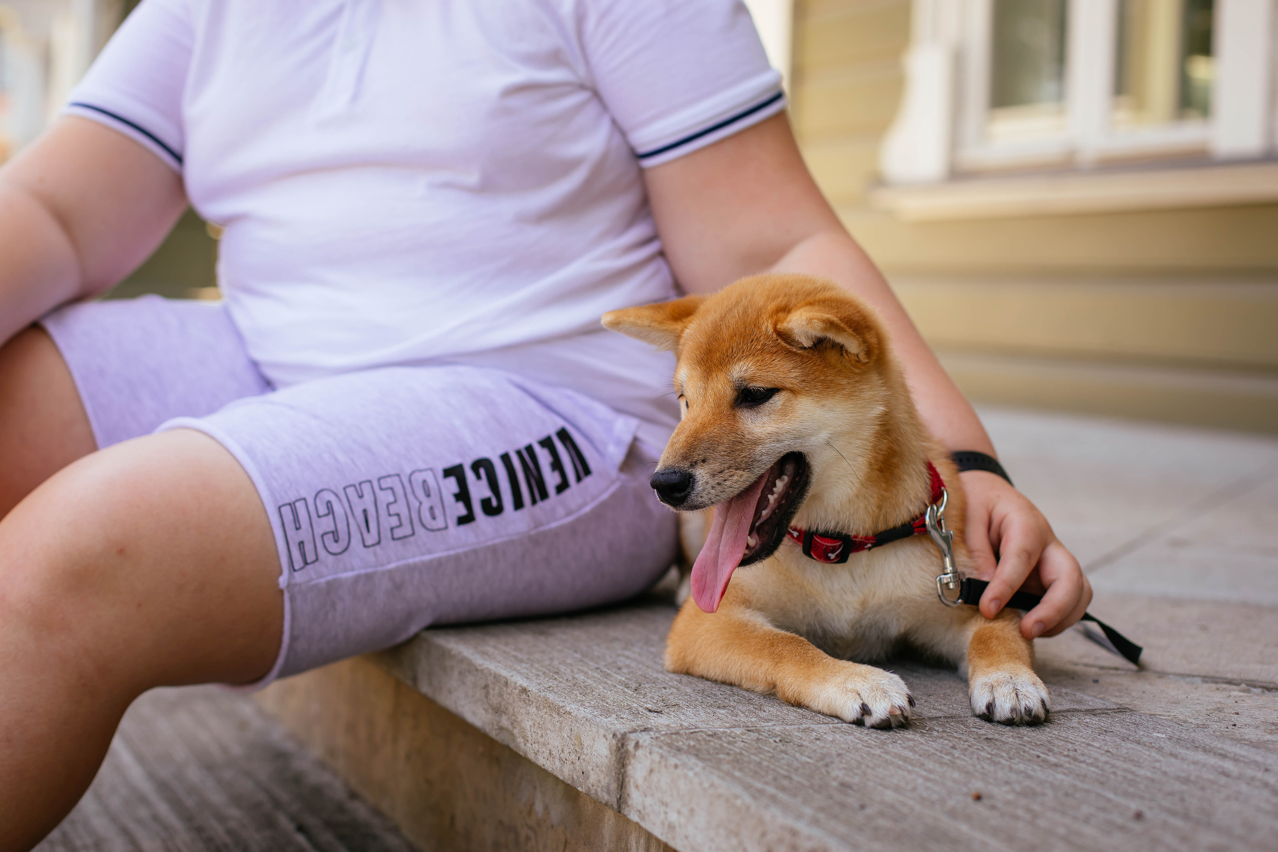 RUBYLIGHT JULY. AMERICAN AKITA RUBYLIGHT KENNEL I SHIBA-INU