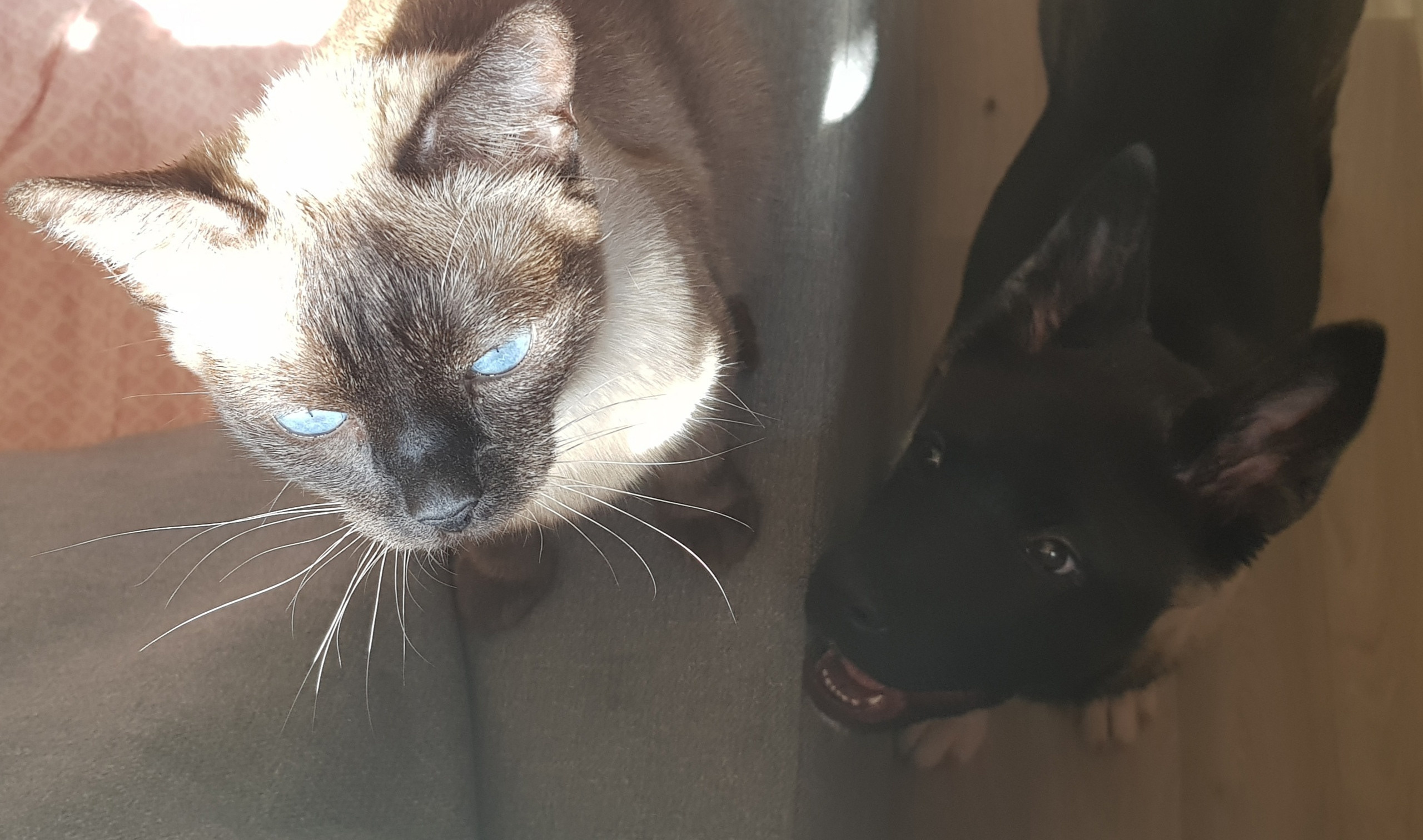 Американская акита питомник RUBYLIGHT. Американская акита I Сиба ину I Питомник RUBYLIGHT