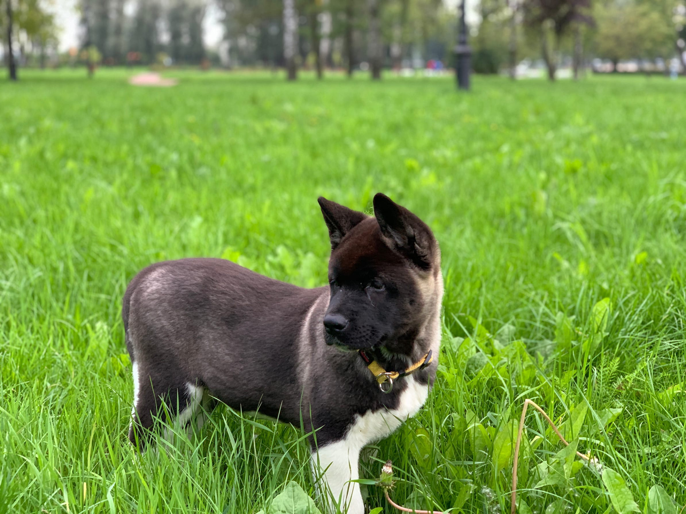 RUBYLIGHT Kamillus, дата рождения 09.06.2021Отец: Alter Real MercuryМать: Infinit Happy, Американская Акита RUBYLIGHT Санкт-Петербург