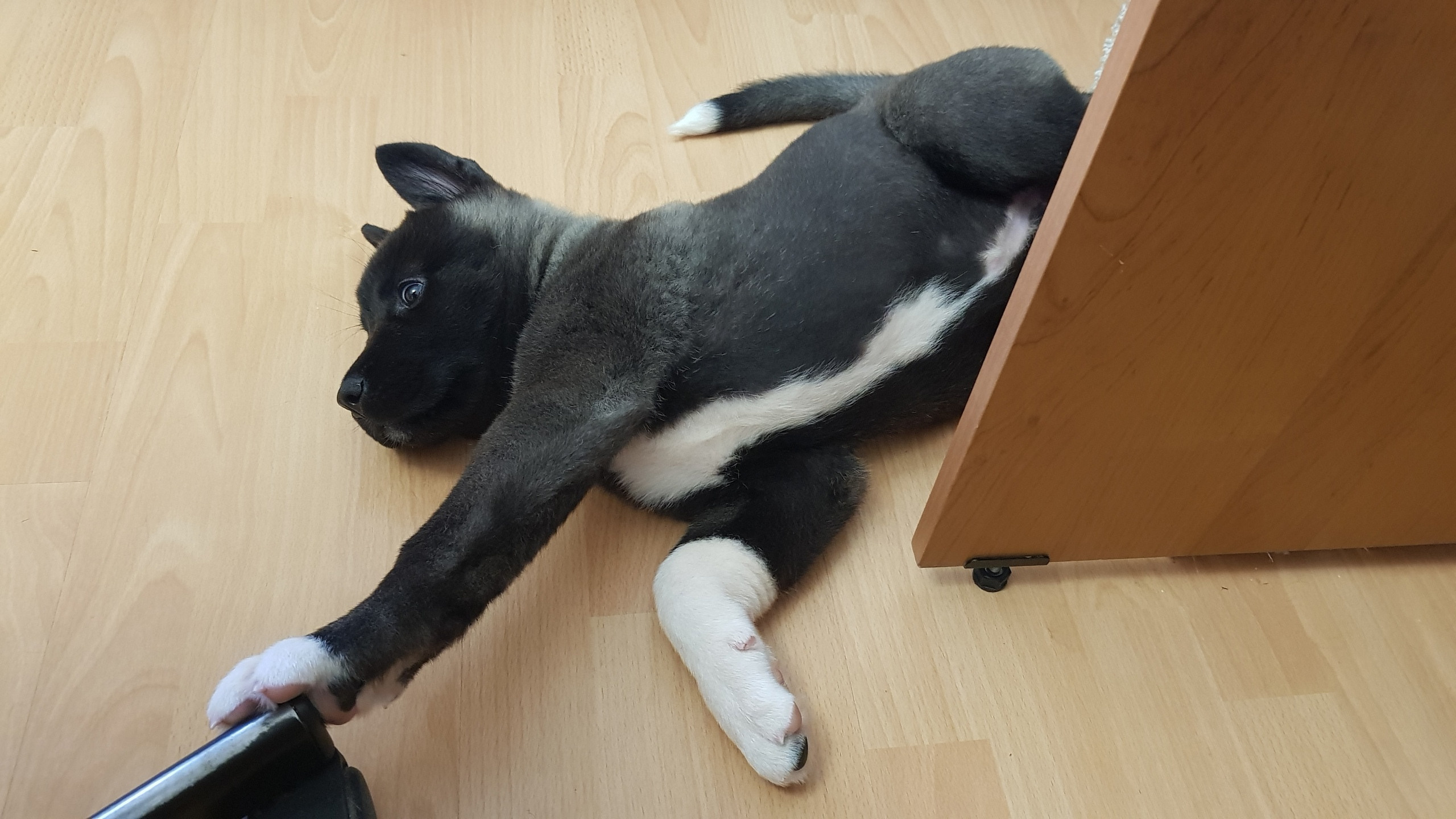 Американская акита питомник RUBYLIGHT. Американская акита I Сиба ину I Питомник RUBYLIGHT