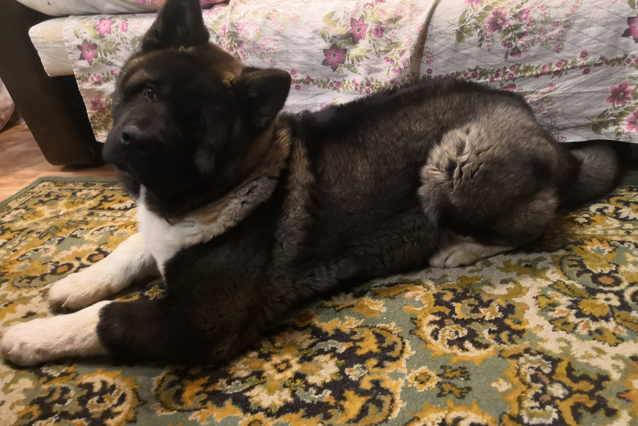 МЭР * Alter Real Merkurу  американская акита рубилайт rubylight акита вязка щенки