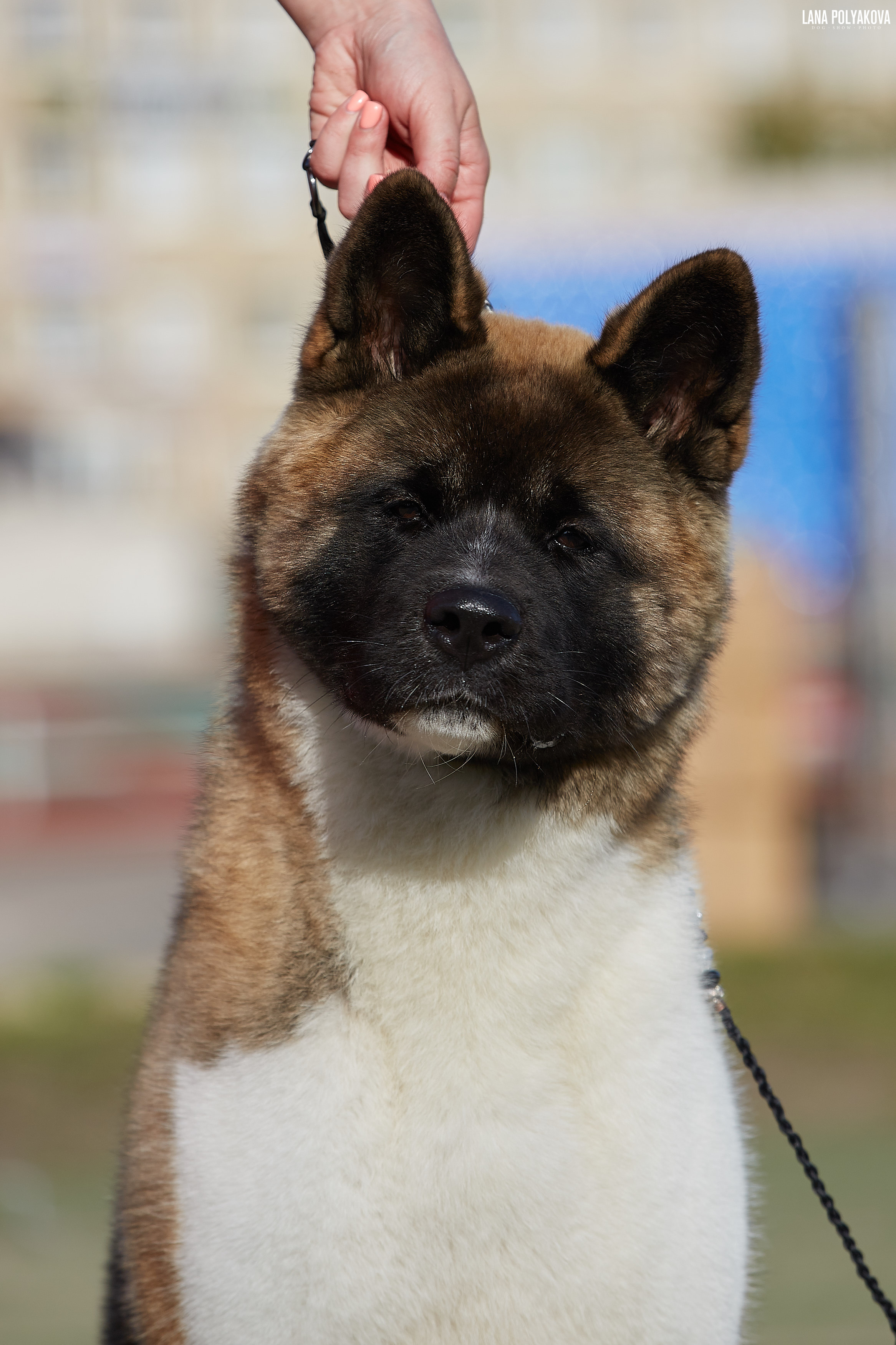 RUBYLIGHT BIYA * Бия американская акита Рубилайт щенки питомник