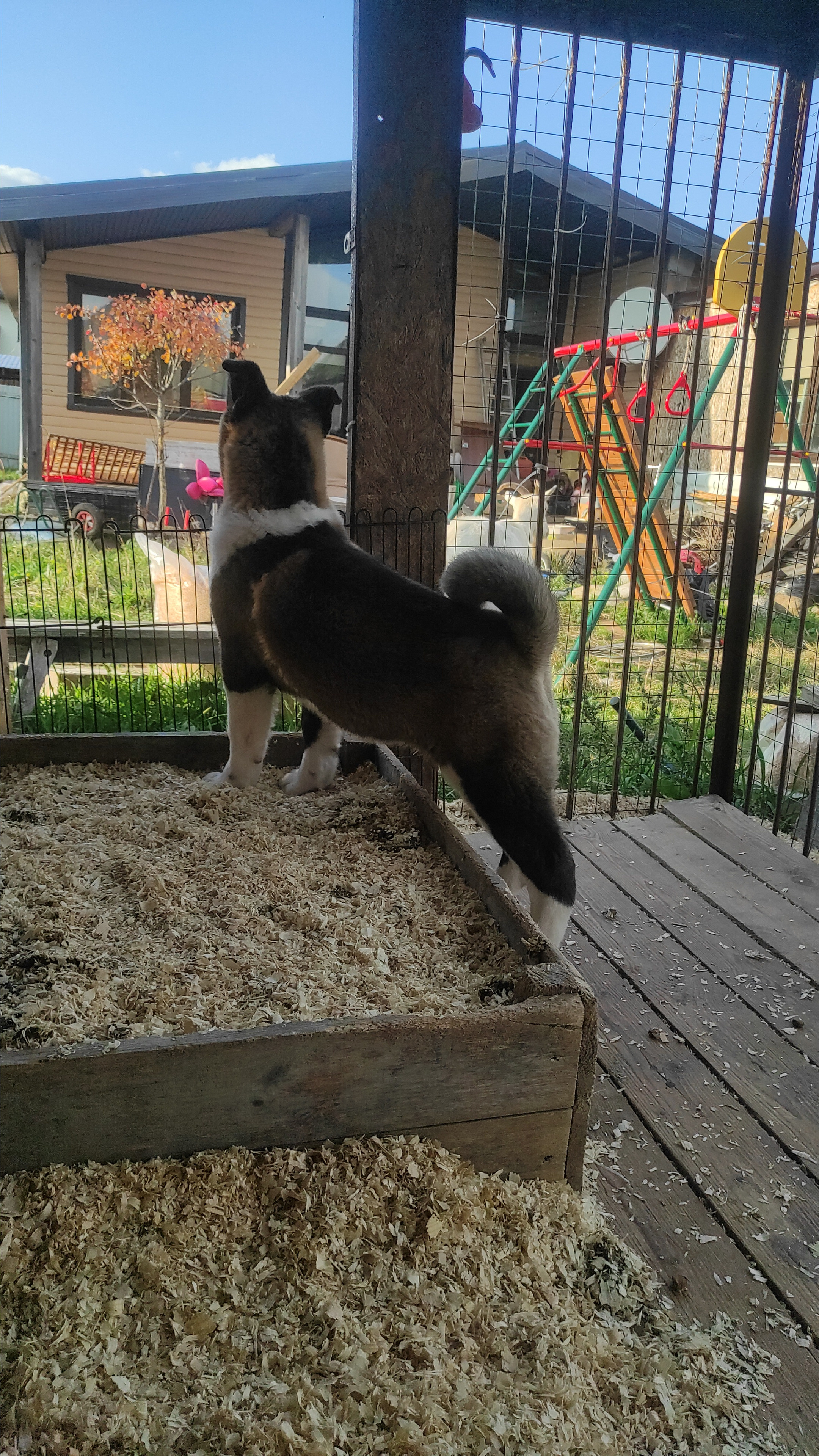 RUBYLIGHT Kiros. AMERICAN AKITA RUBYLIGHT KENNEL I SHIBA-INU