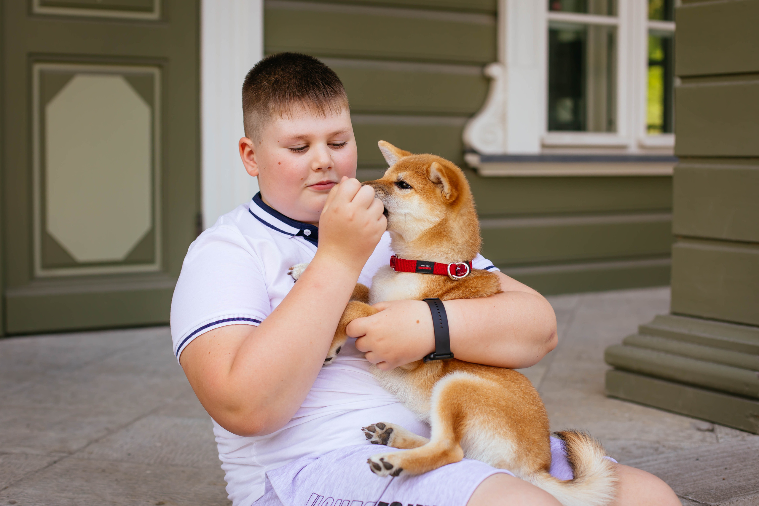 RUBYLIGHT JULY. AMERICAN AKITA RUBYLIGHT KENNEL I SHIBA-INU