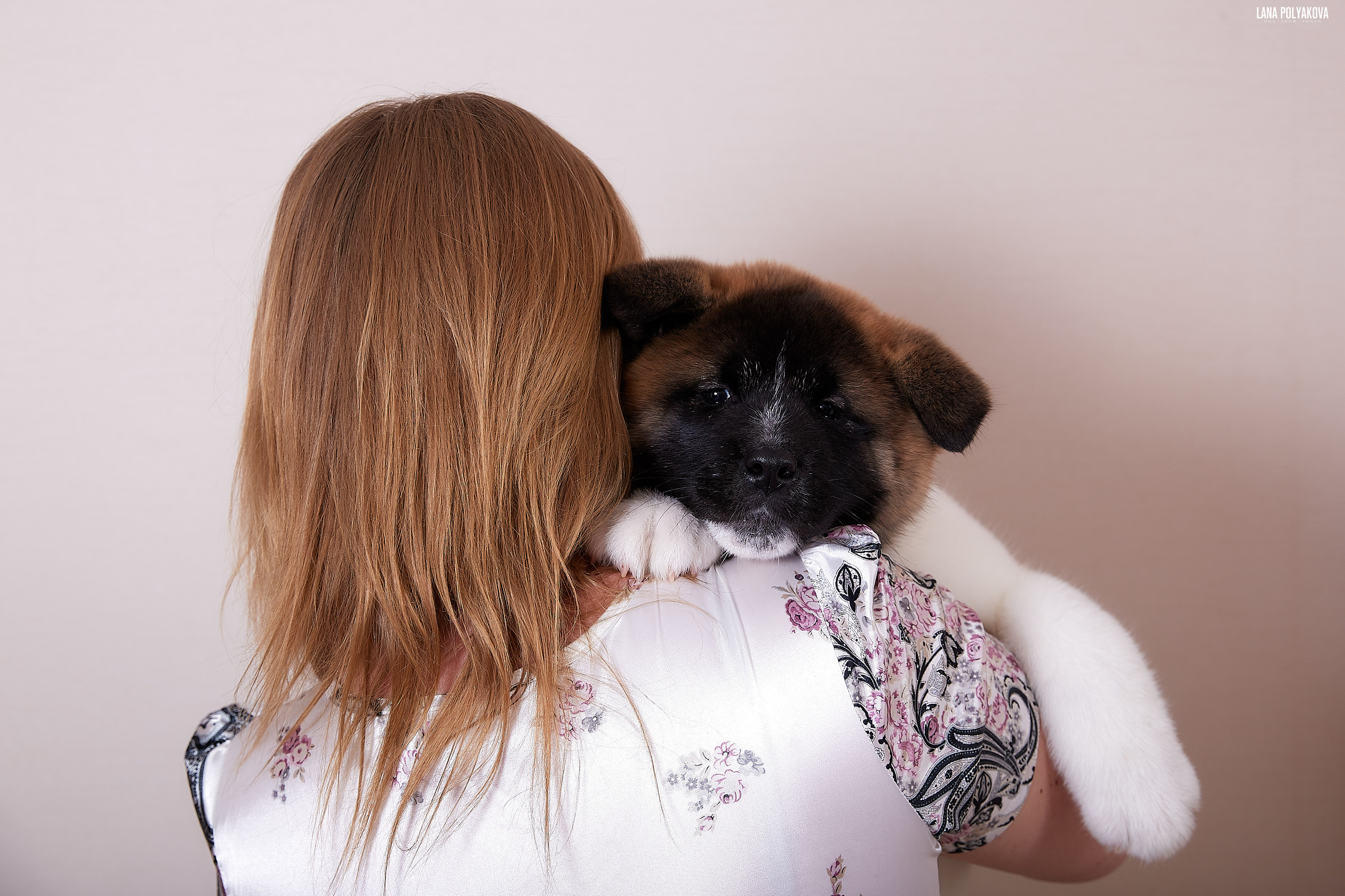 Американская акита питомник RUBYLIGHT. Американская акита I Сиба ину I Питомник RUBYLIGHT