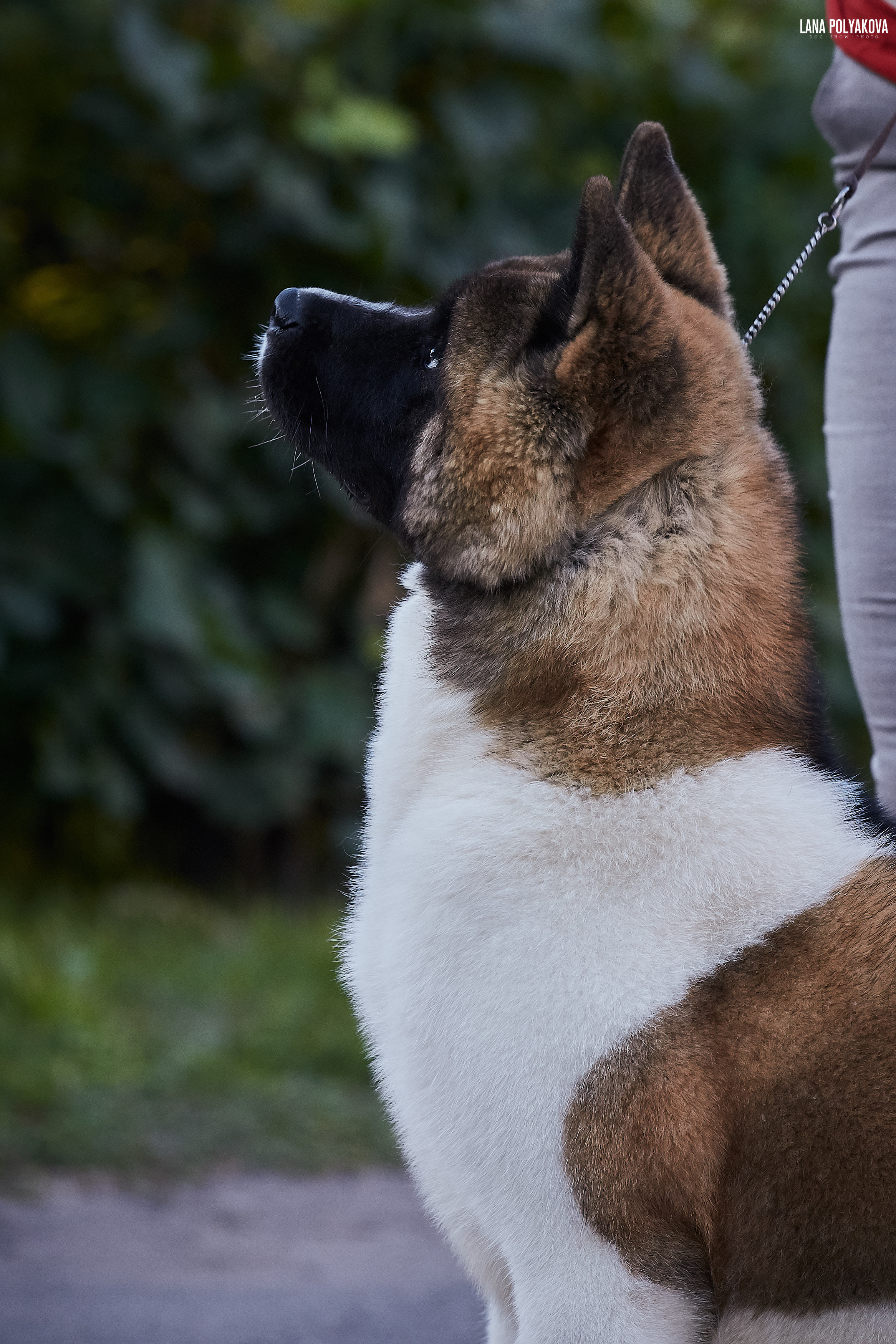 RUBYLIGHT BIYA * Бия американская акита Рубилайт щенки питомник