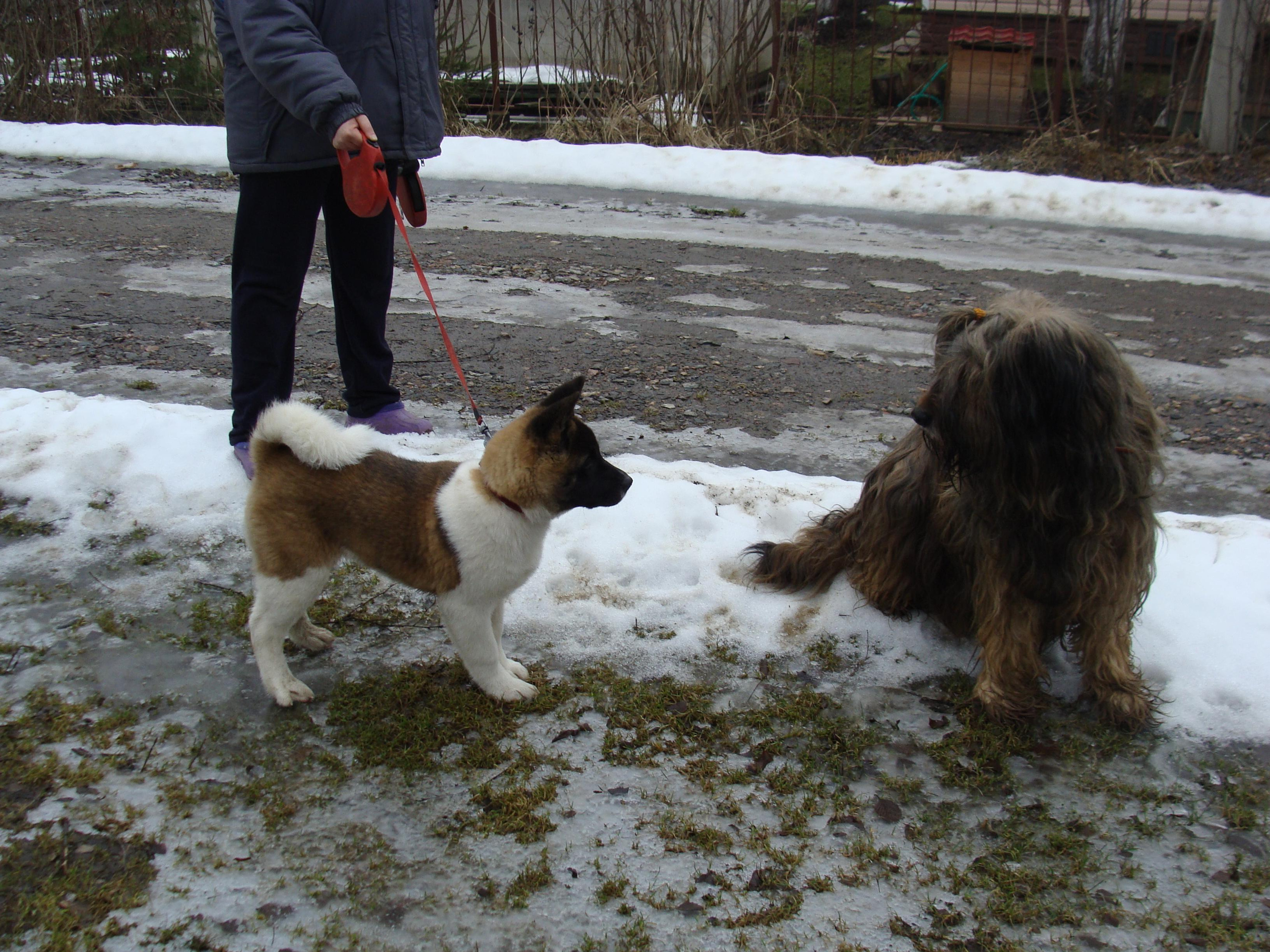 Svargas Domino * Даки. AMERICAN AKITA RUBYLIGHT KENNEL I SHIBA-INU