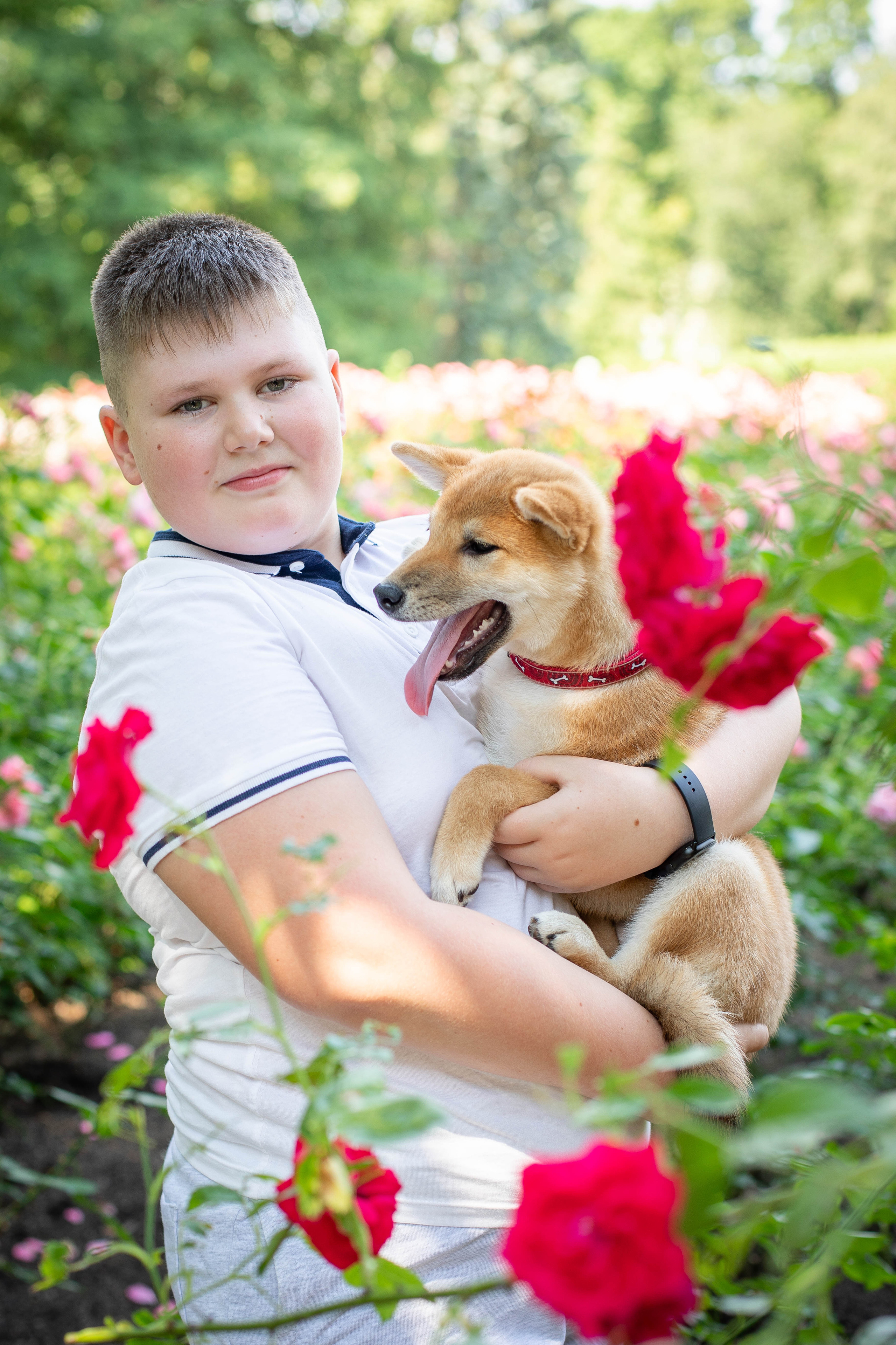 RUBYLIGHT JULY. AMERICAN AKITA RUBYLIGHT KENNEL I SHIBA-INU