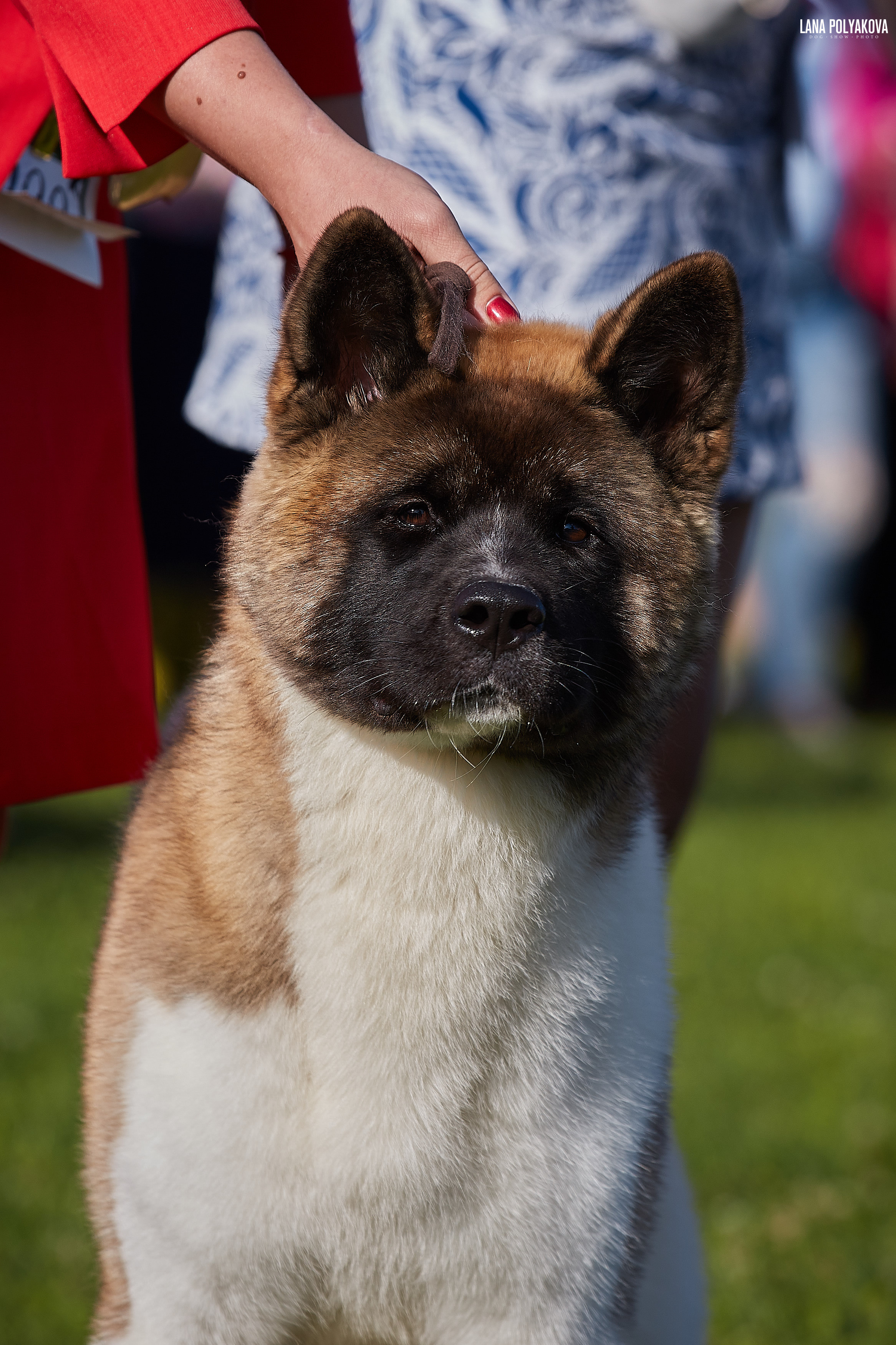 RUBYLIGHT BIYA * Бия американская акита Рубилайт щенки питомник