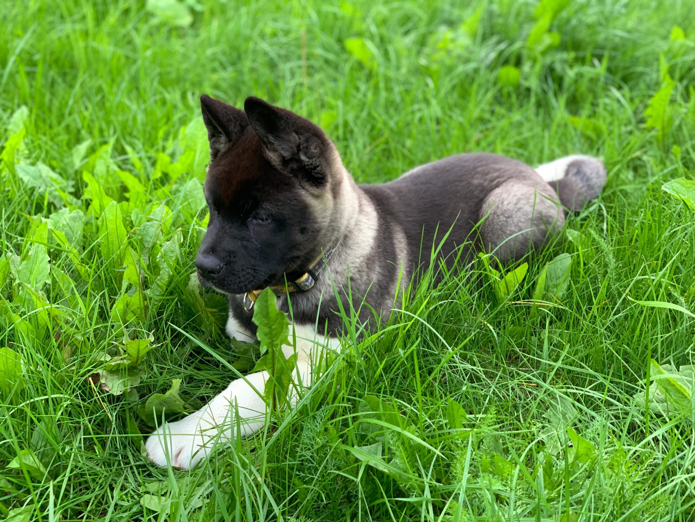 RUBYLIGHT Kamillus, дата рождения 09.06.2021Отец: Alter Real MercuryМать: Infinit Happy, Американская Акита RUBYLIGHT Санкт-Петербург