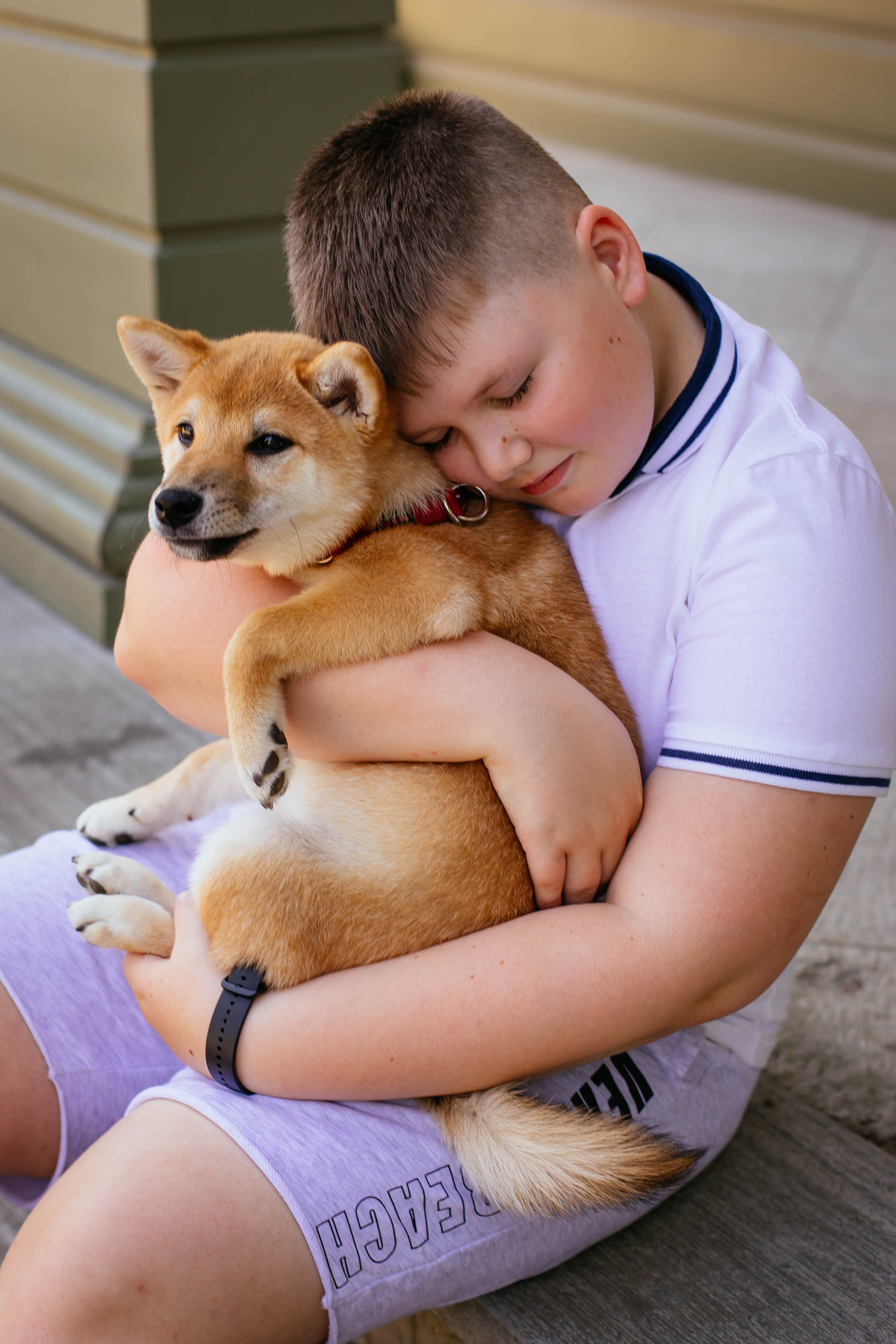 RUBYLIGHT JULY. AMERICAN AKITA RUBYLIGHT KENNEL I SHIBA-INU